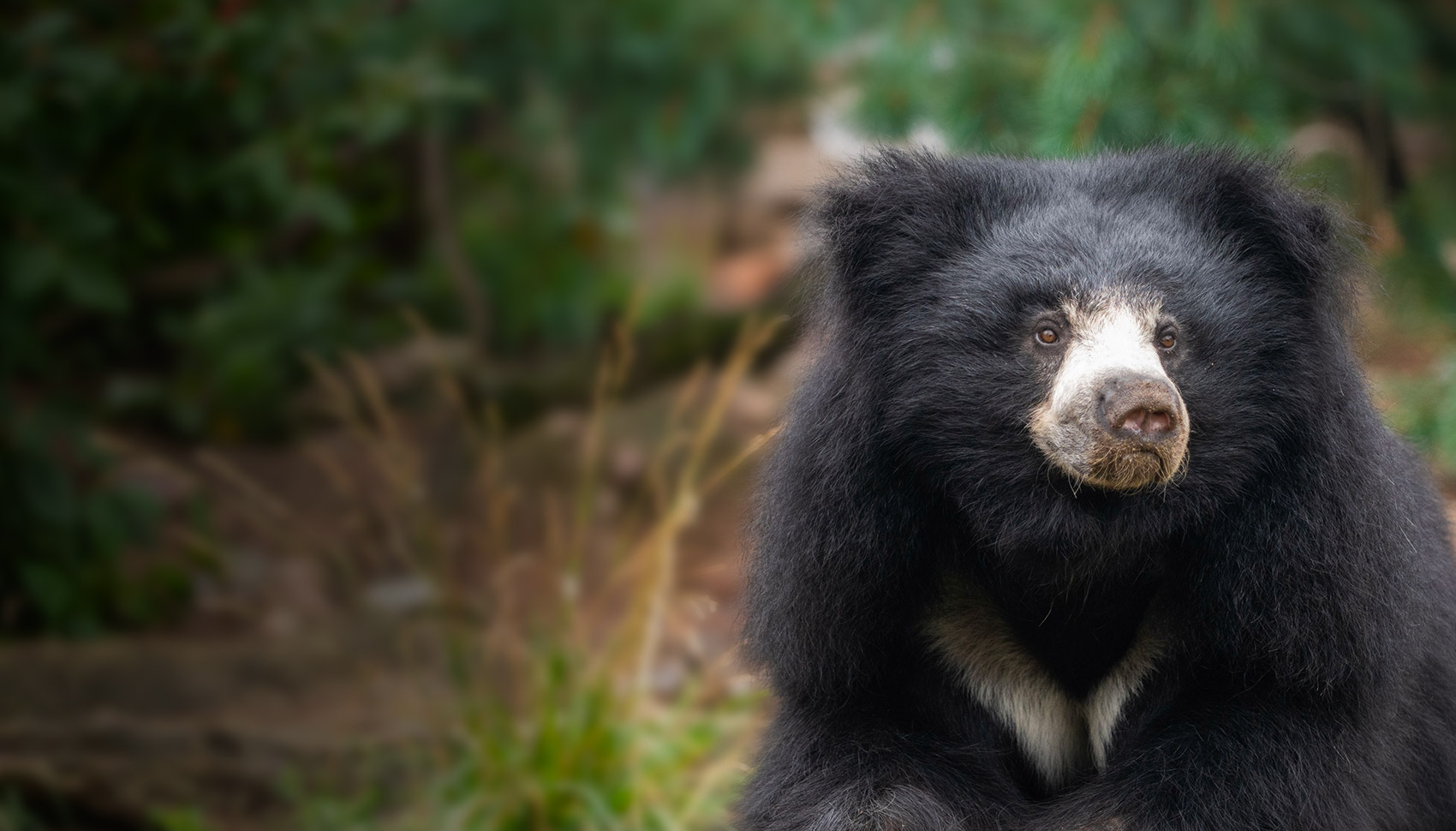 sloth bear