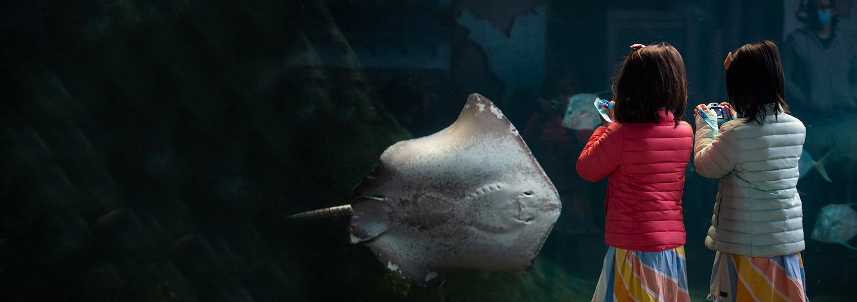 Two girls watching a stingray swim