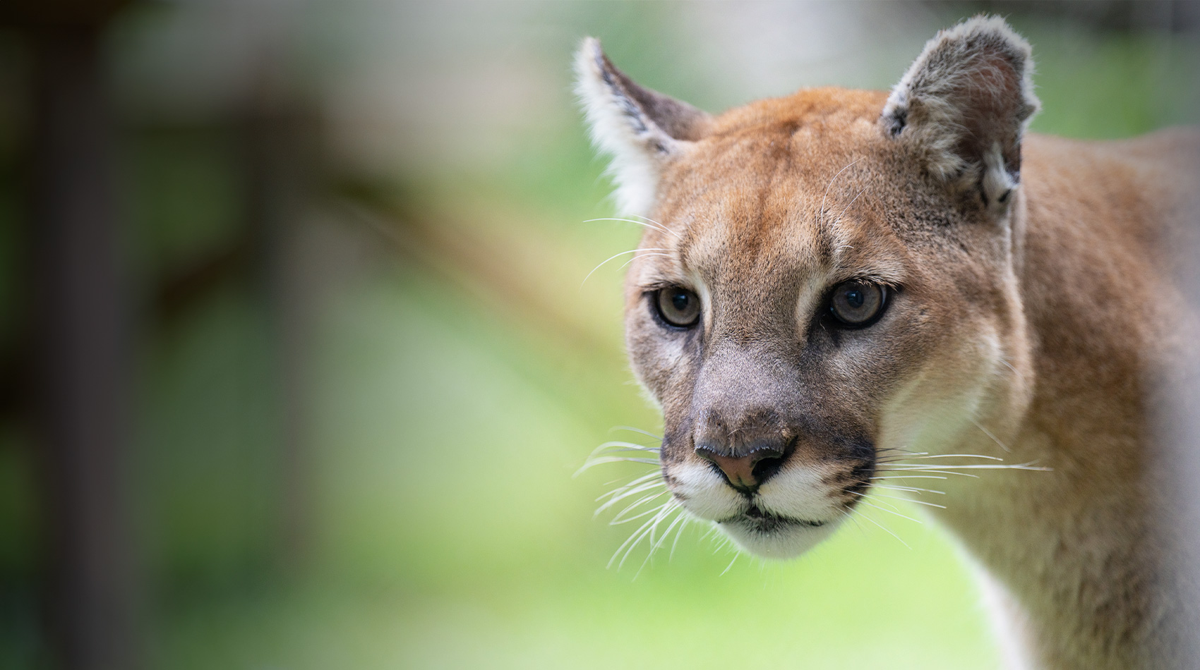 cougar with forested background