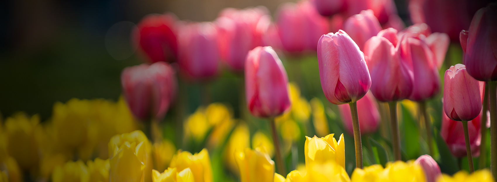 tulips at the Zoo