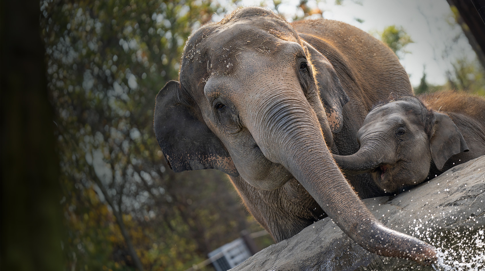 two asian elephants