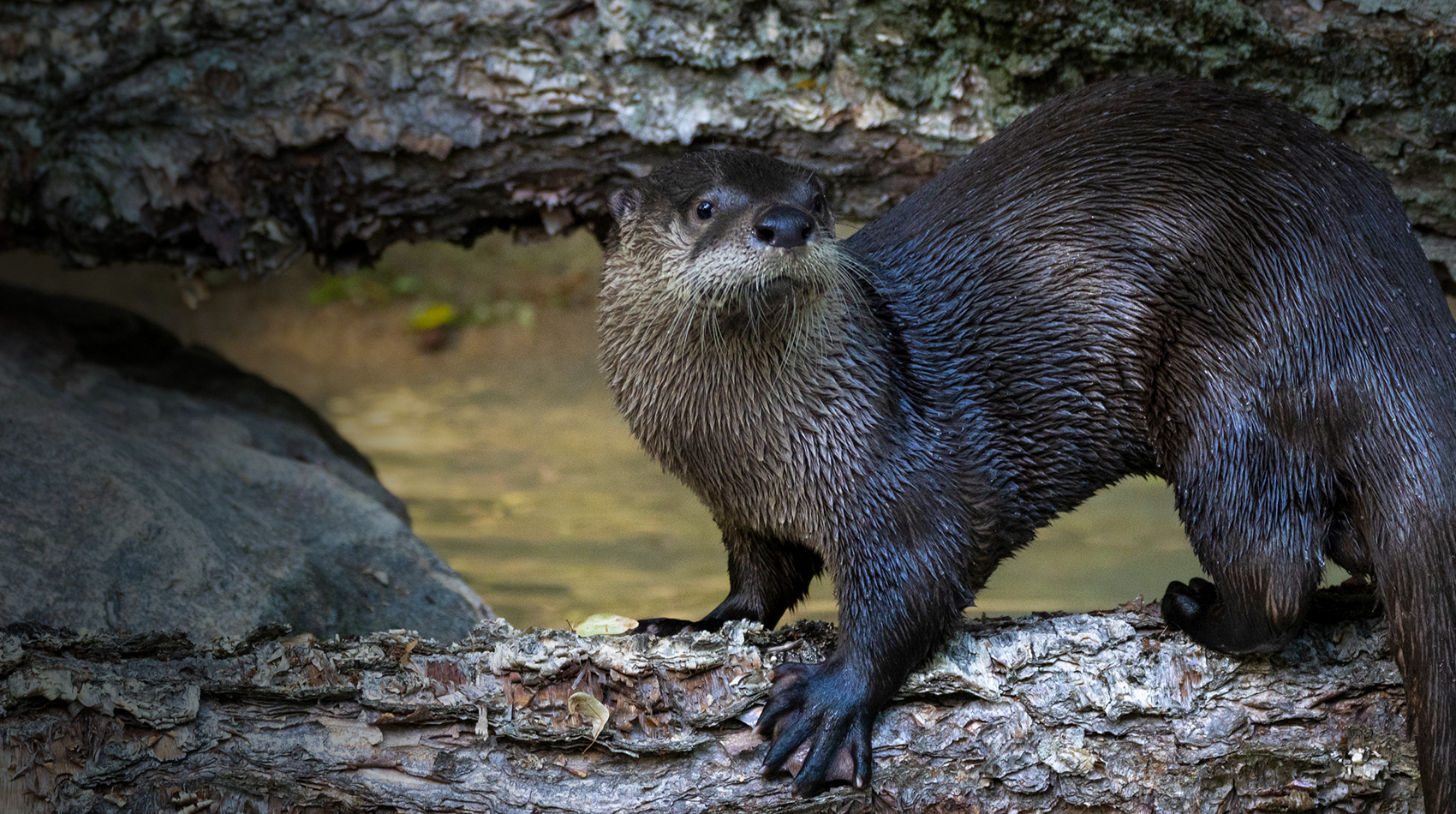 otter on rock