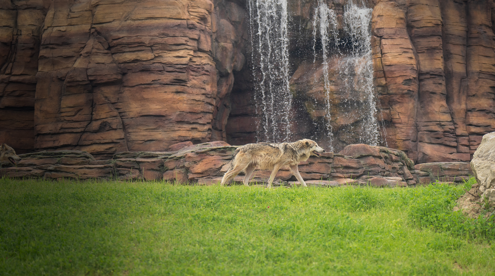 wolf and waterfall