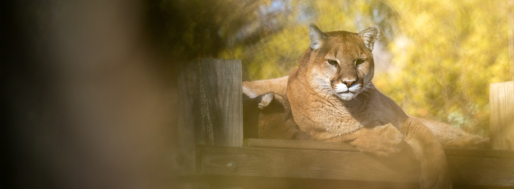cougar at the Columbus Zoo