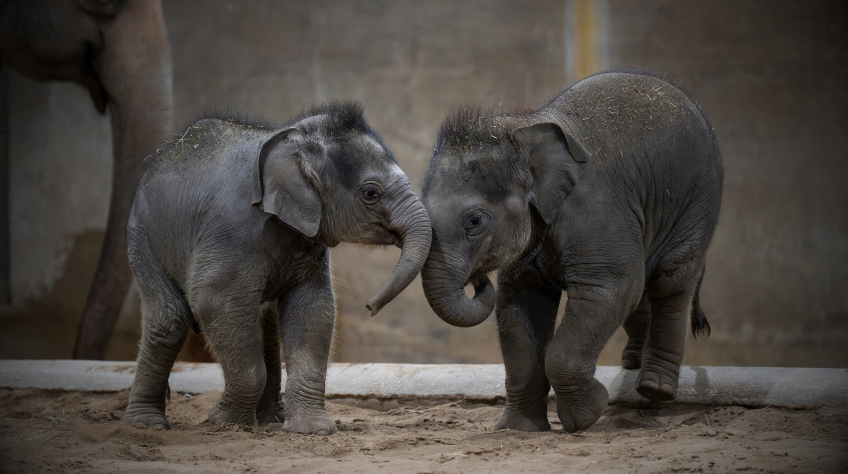 two baby elephants