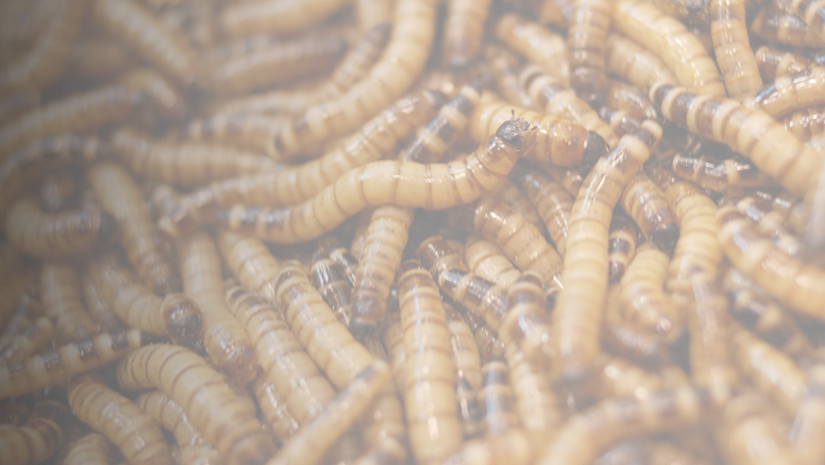 Name a Worm | Columbus Zoo and Aquarium