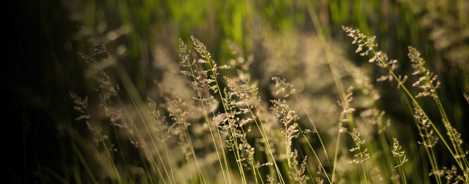 prairie grass
