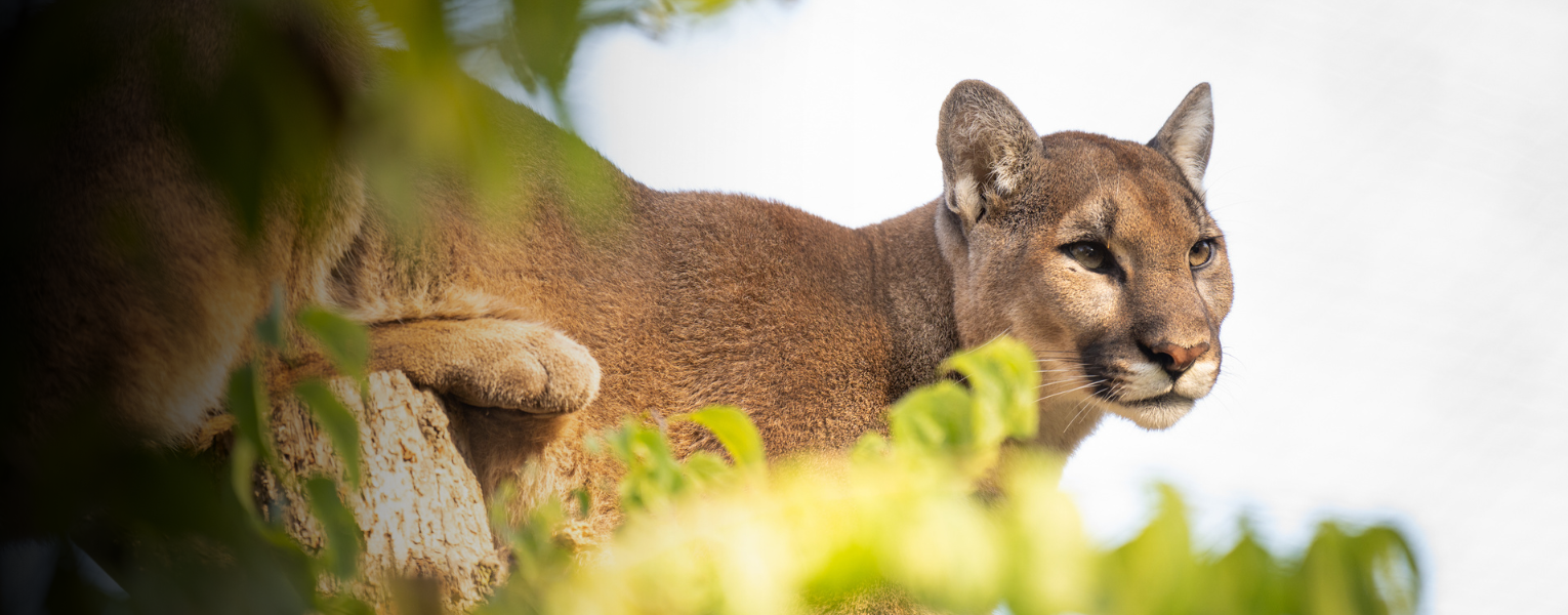 cougar in foliage