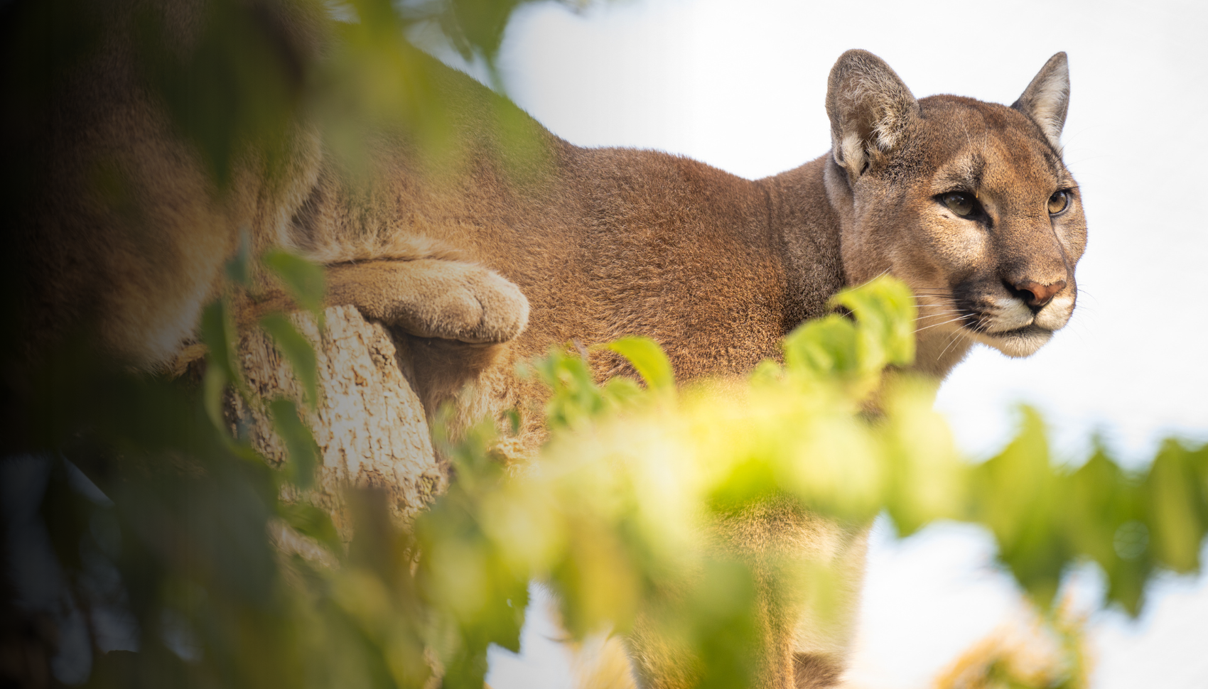 cougar in foliage