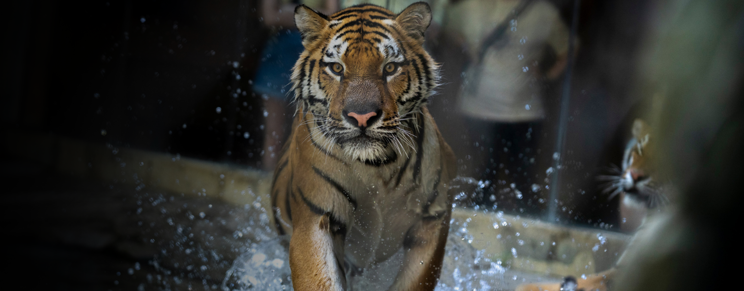 tiger in water
