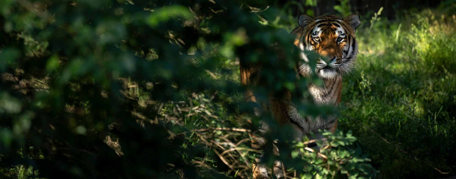 tiger in trees at Columbus Zoo
