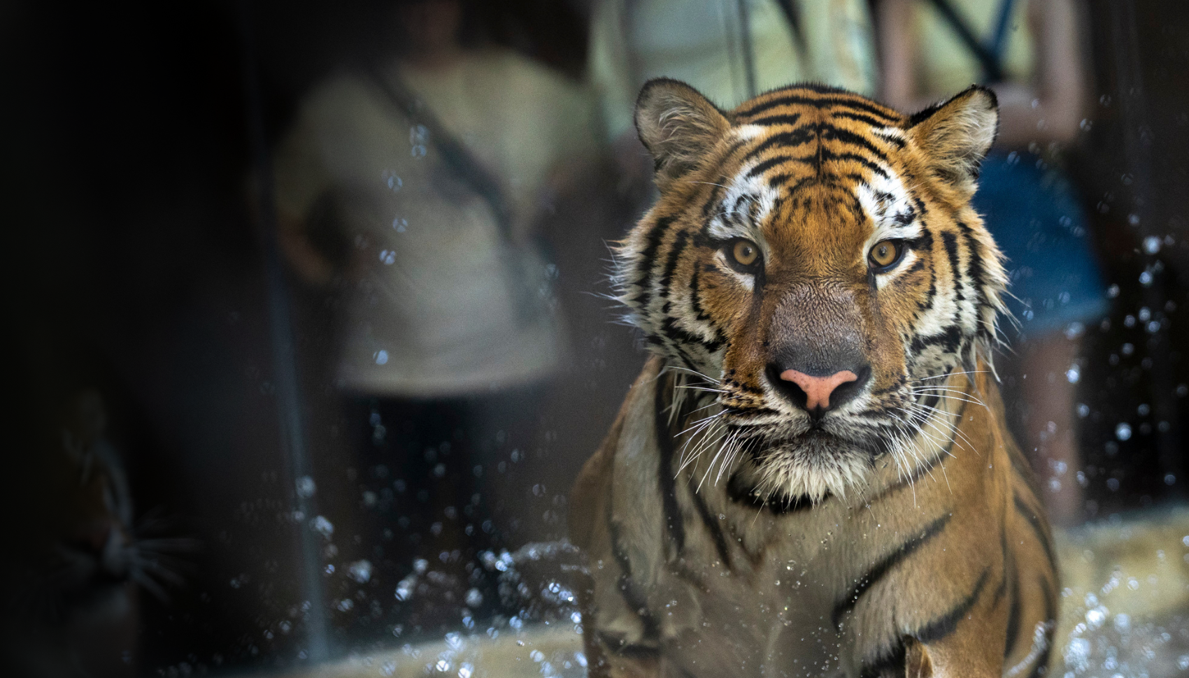 tiger