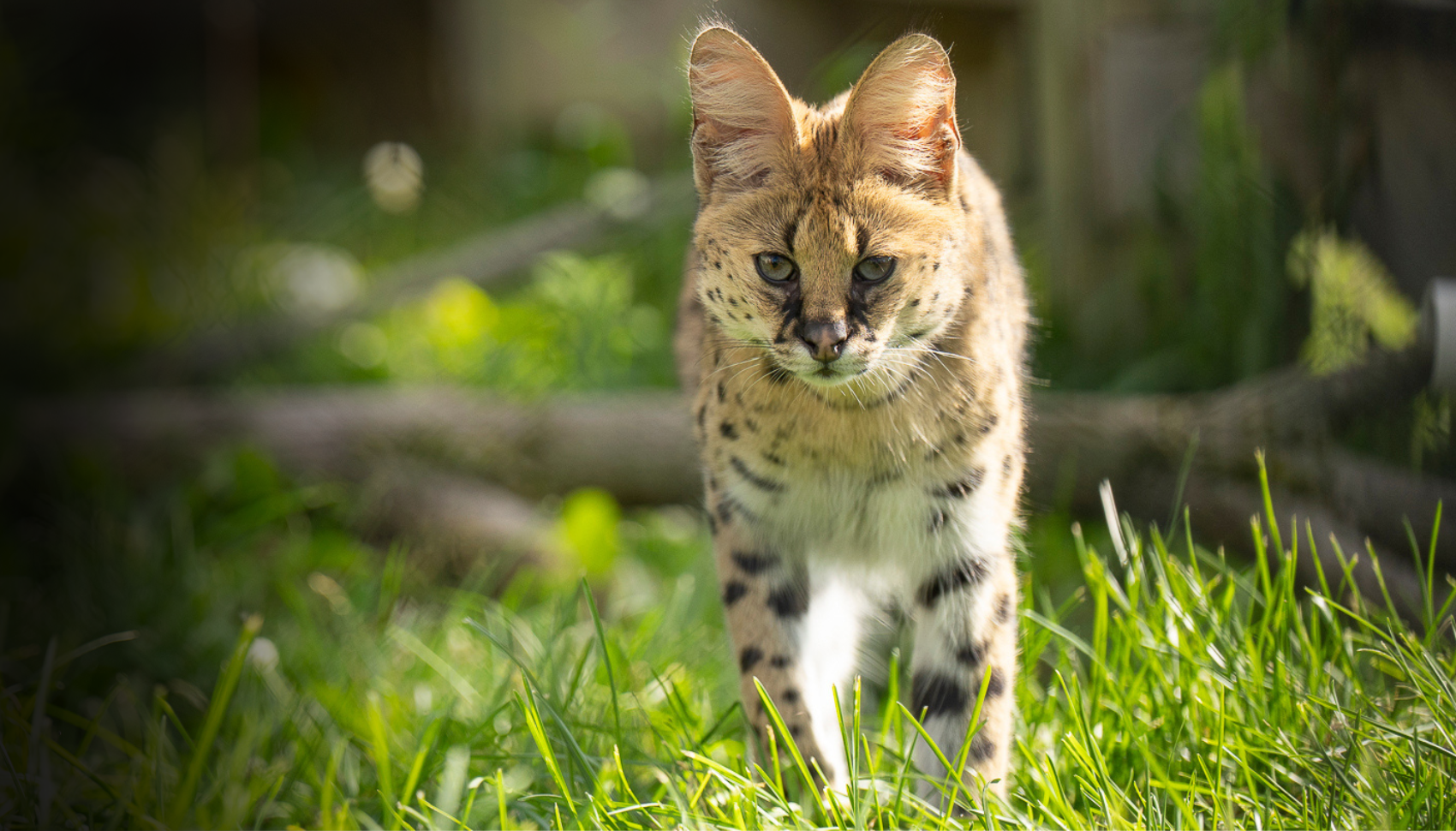 serval cat