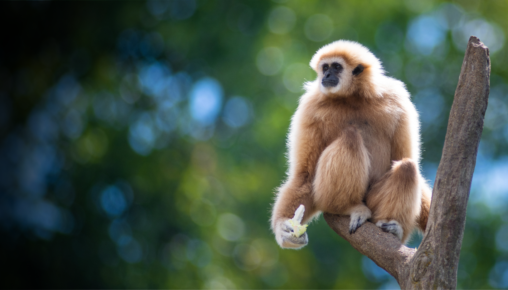 white handed gibbon