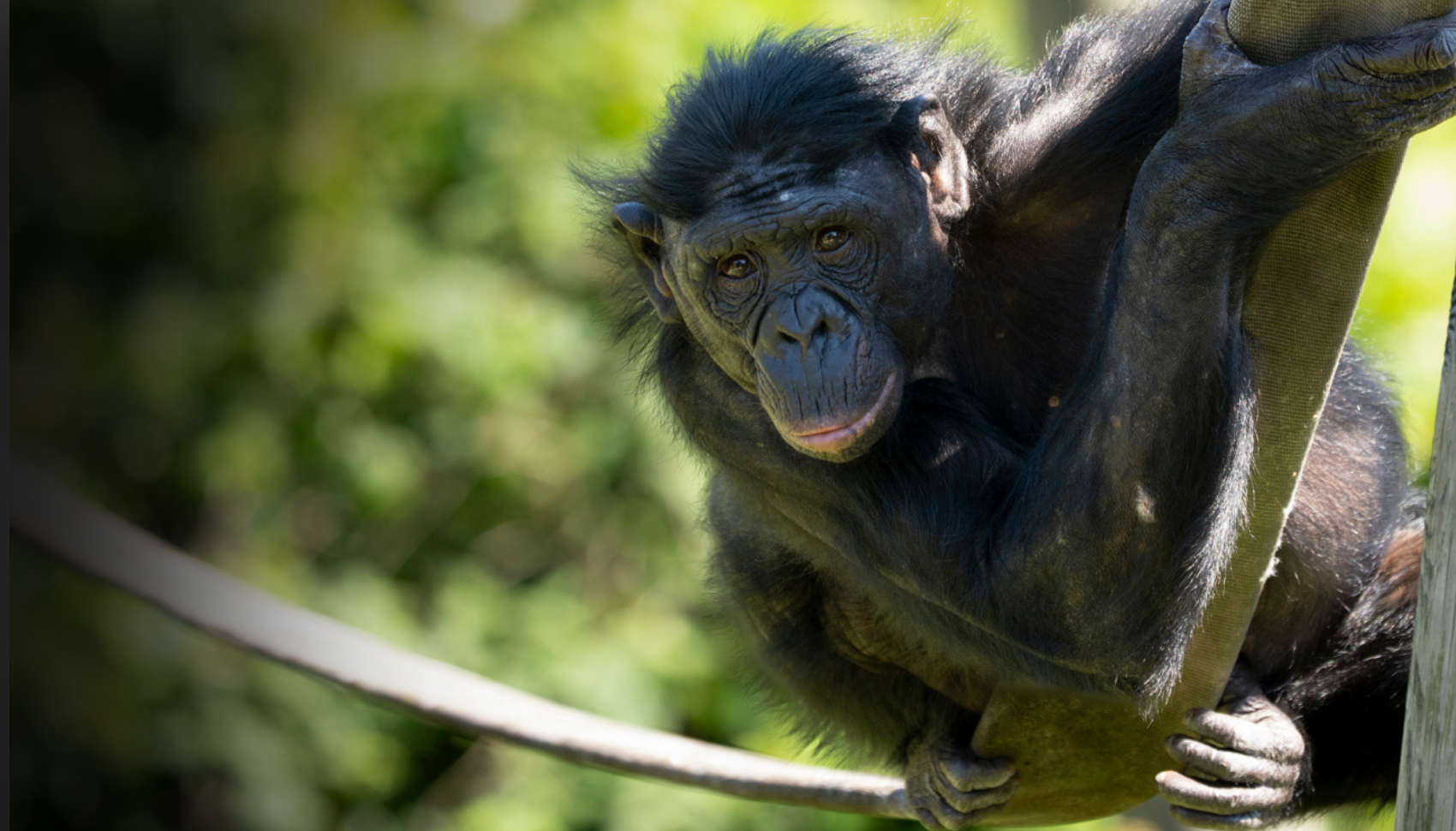 bonobo
