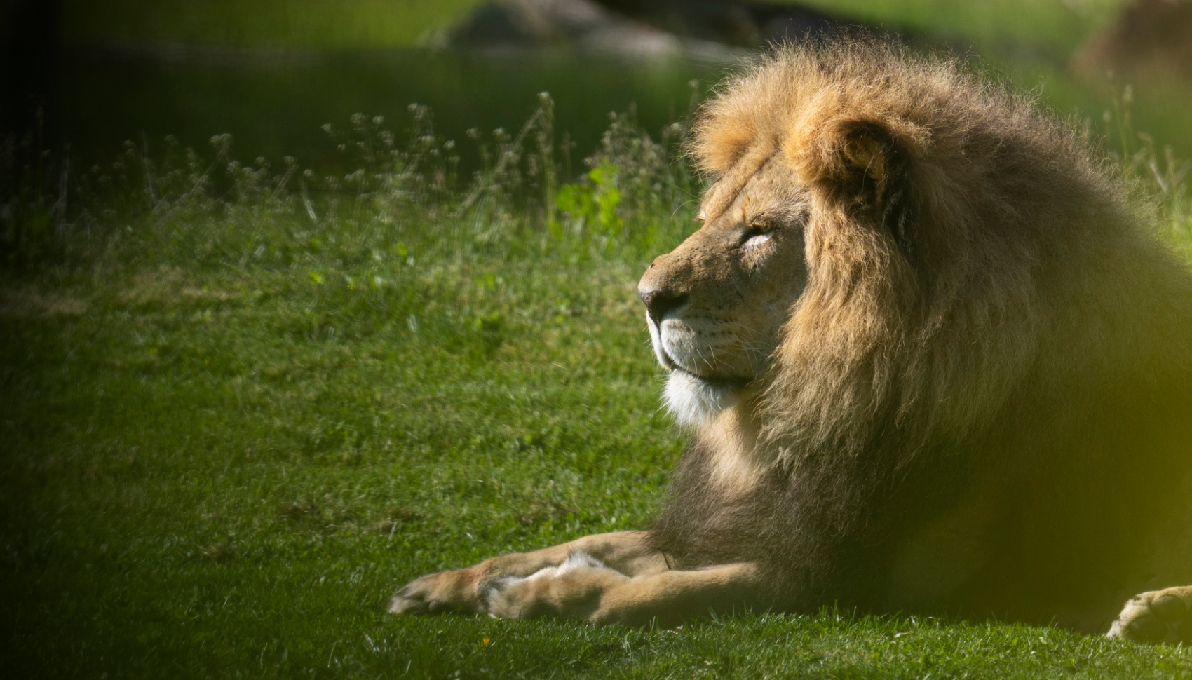 lion 