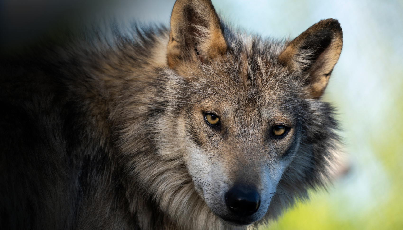 Mexican wolf
