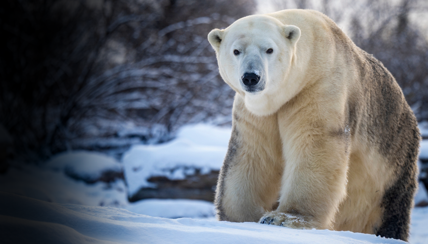 polar bear