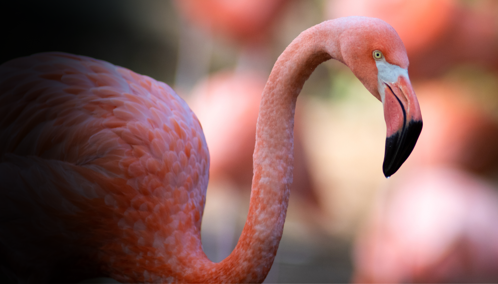 flamingo at columbus Zoo
