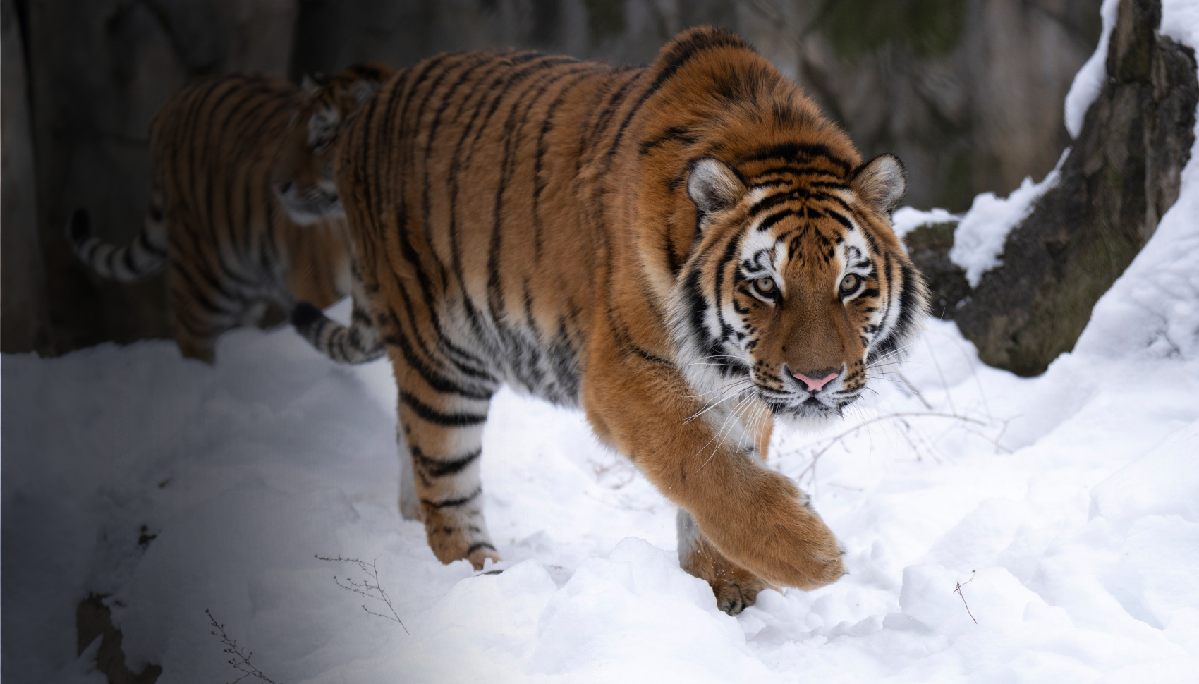 tiger in snow