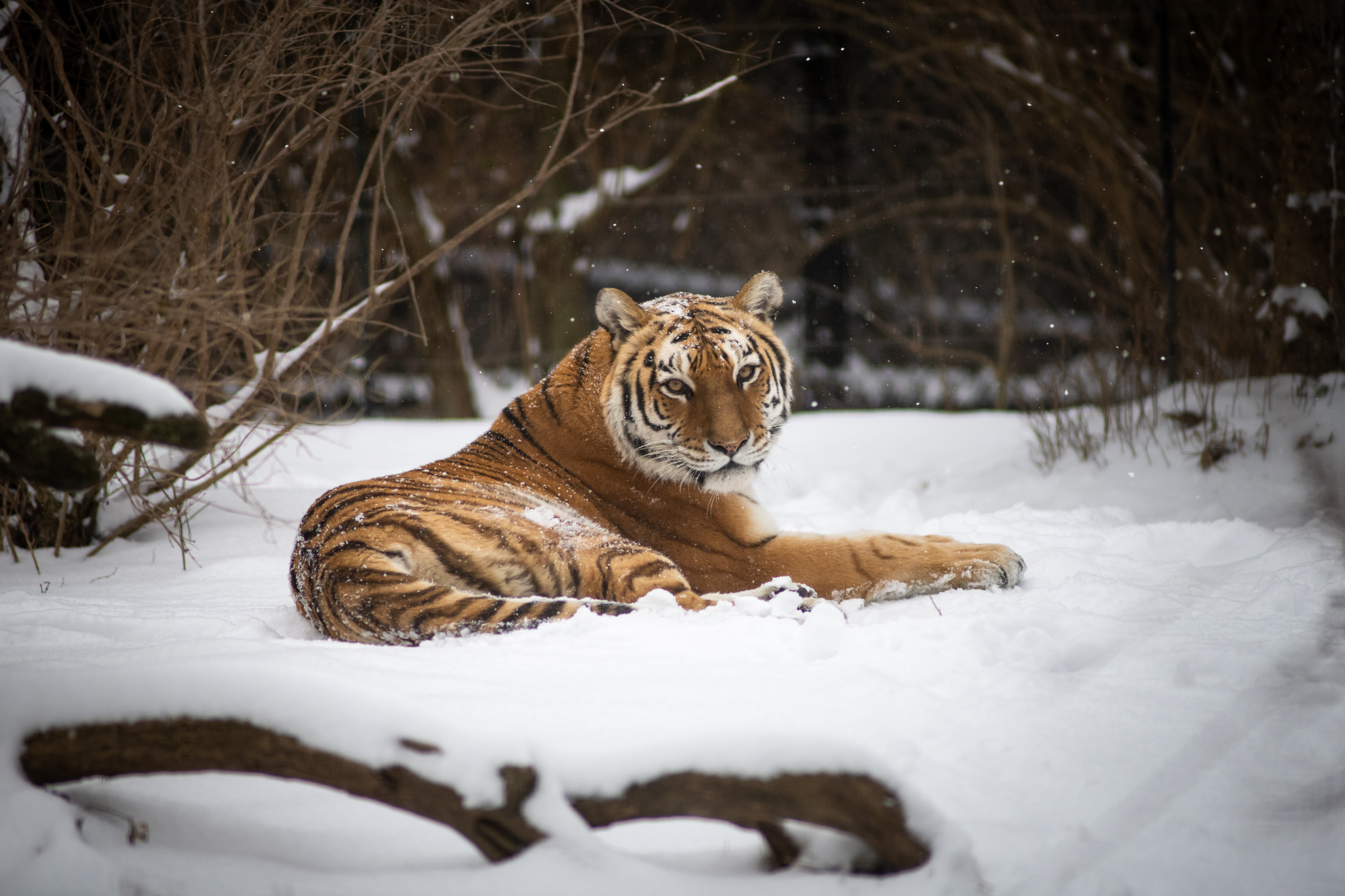 Amur tiger, snow leopard, lynx — The Alaska Zoo