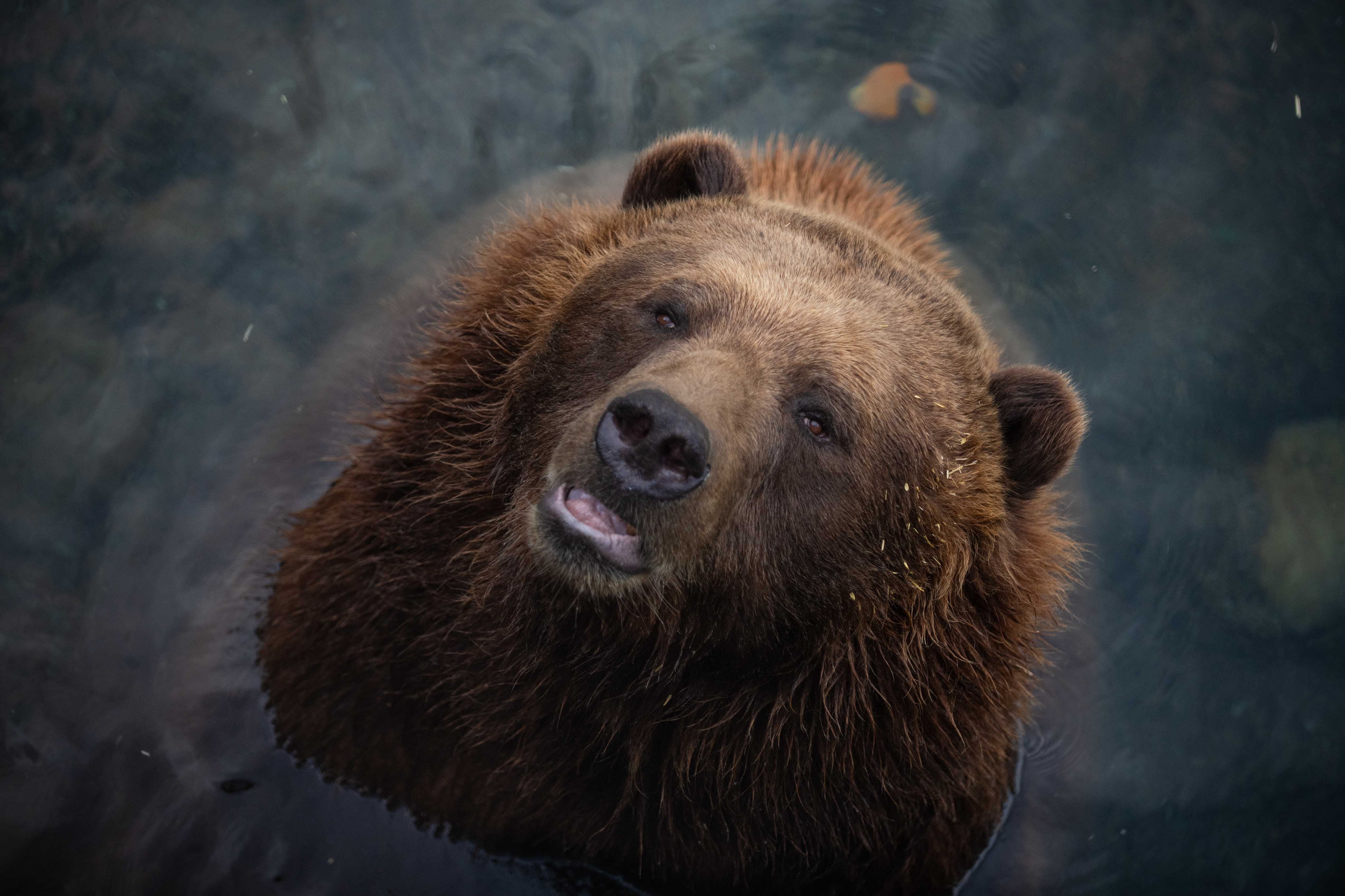 Brown Bear  San Diego Zoo Animals & Plants