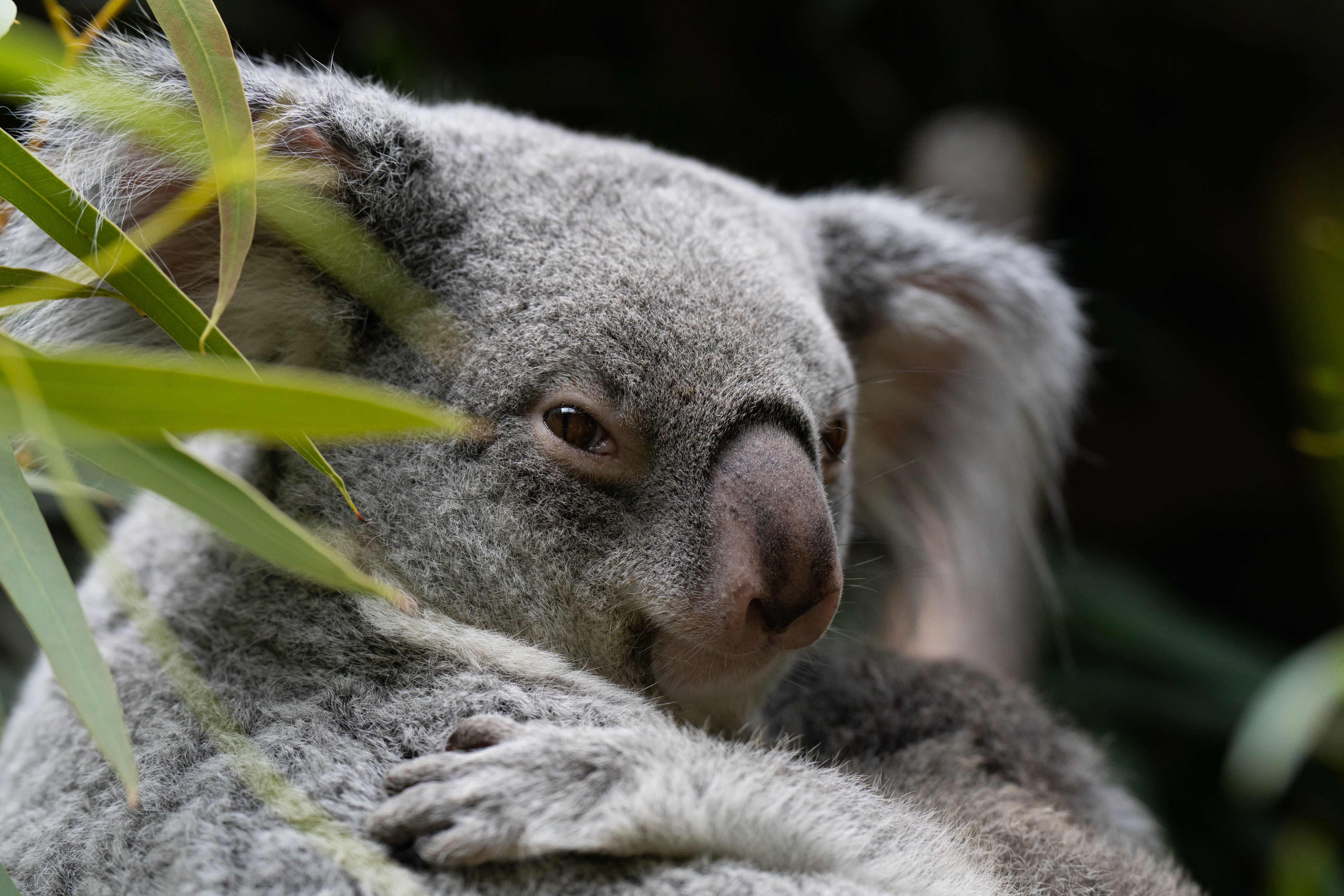 Exploring the Columbus Zoo's Koala Family: A Close Look at Our