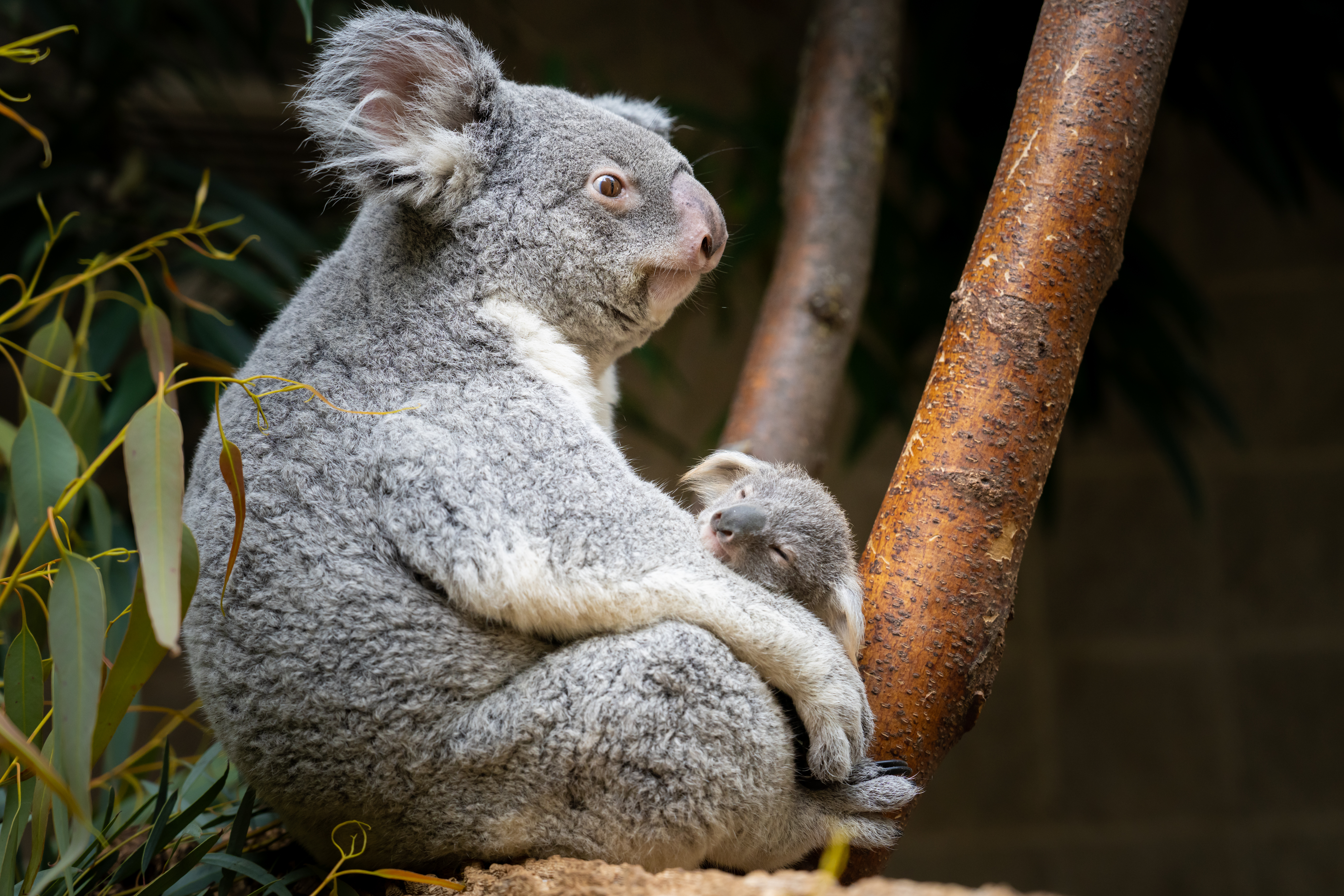 koala