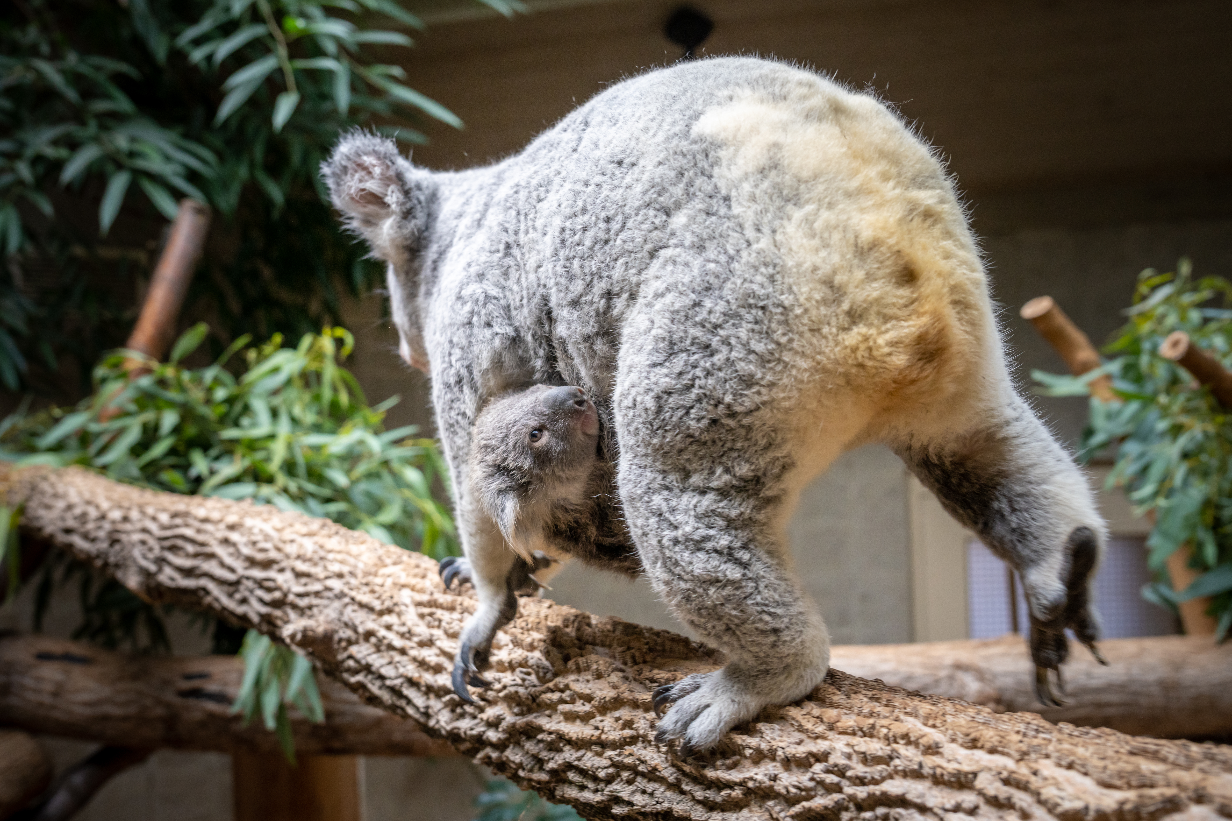 Koala  Columbus Zoo and Aquarium