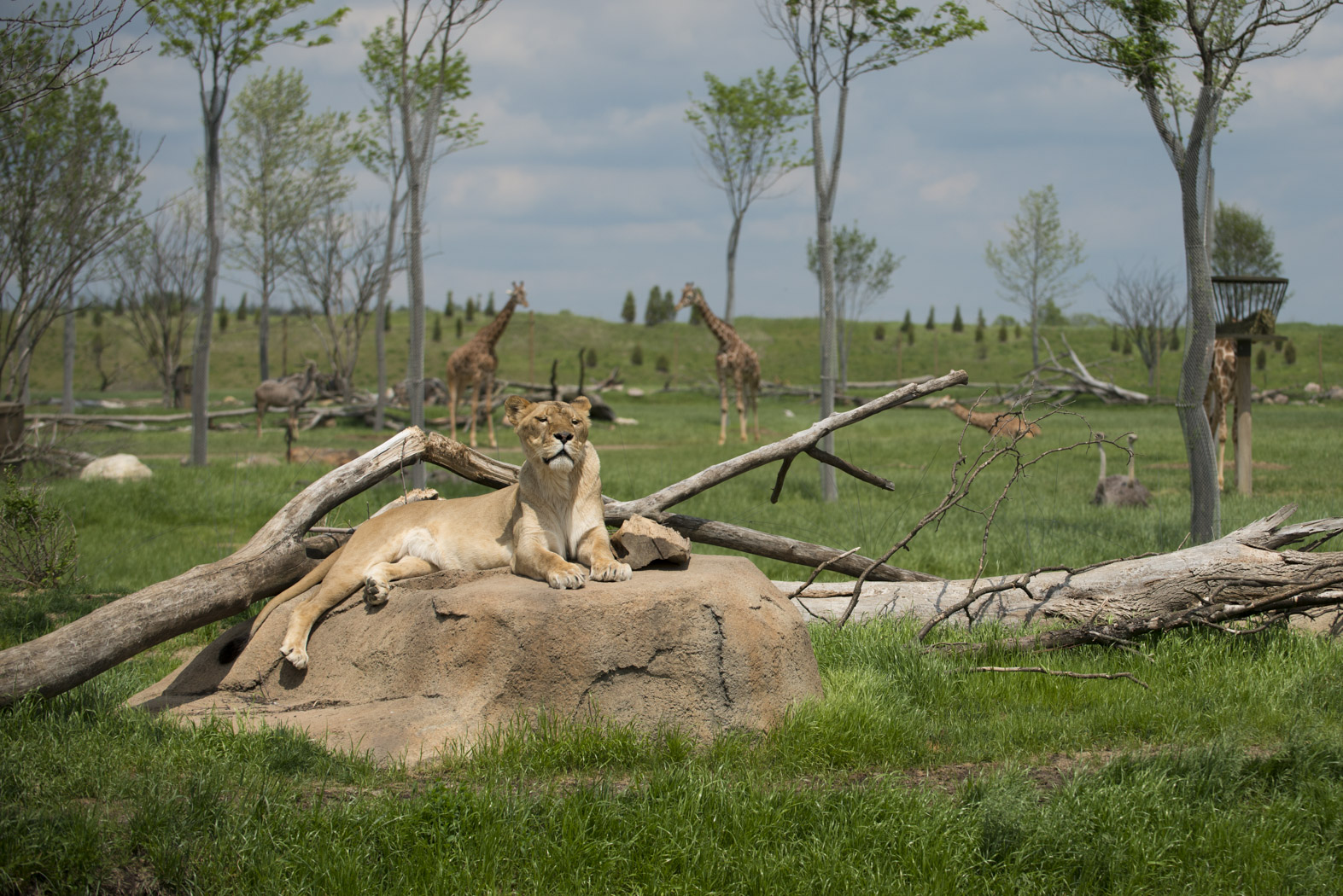 African Lion  Columbus Zoo and Aquarium