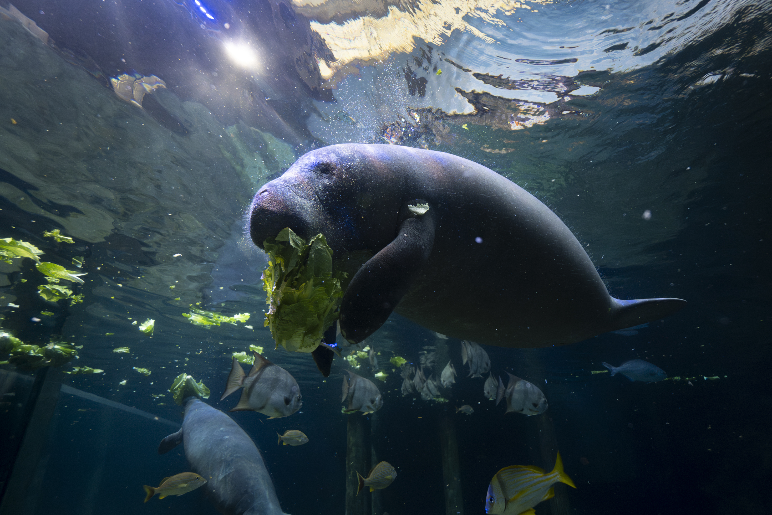 Columbus Zoo | Manatees