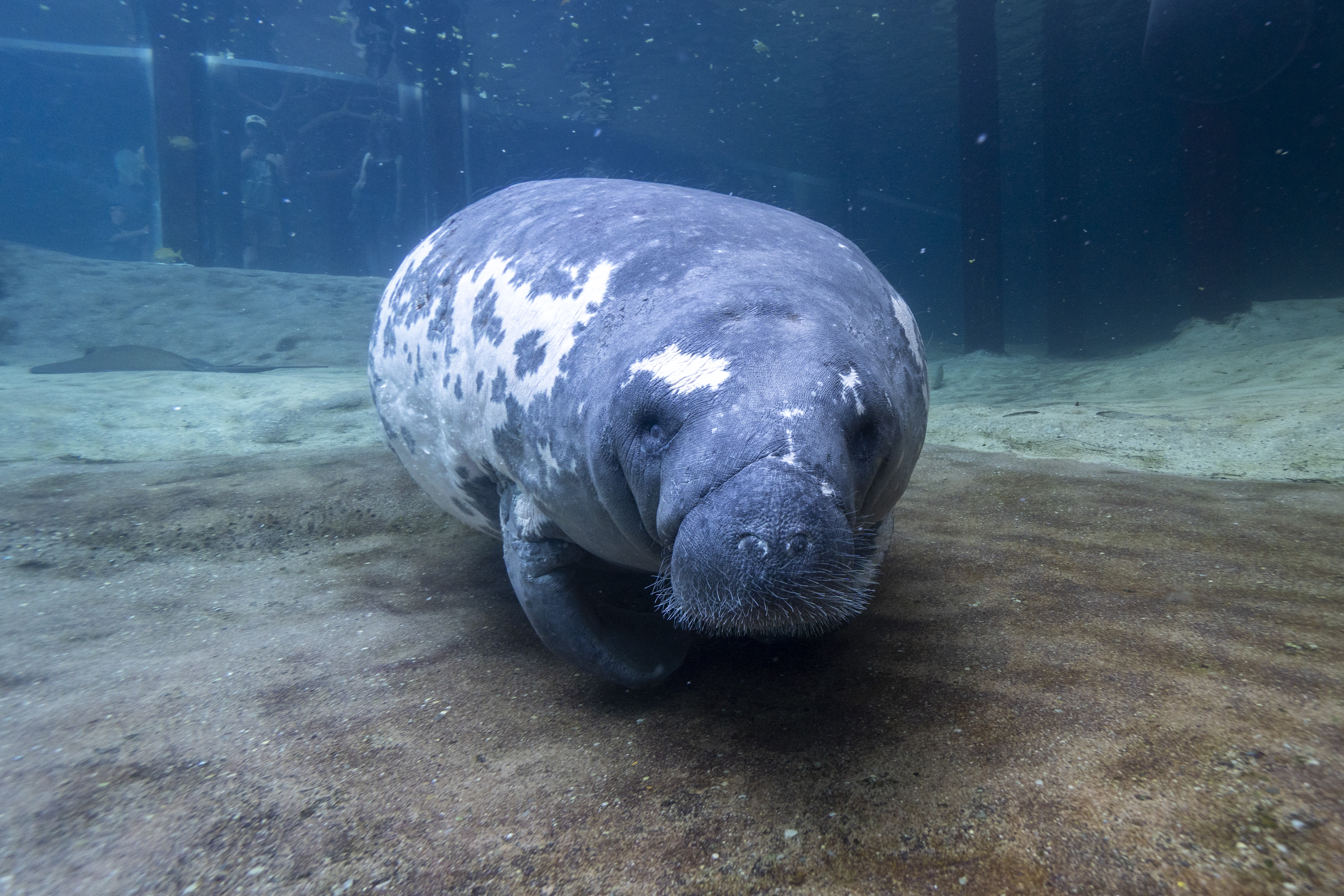 Columbus Zoo | Manatees