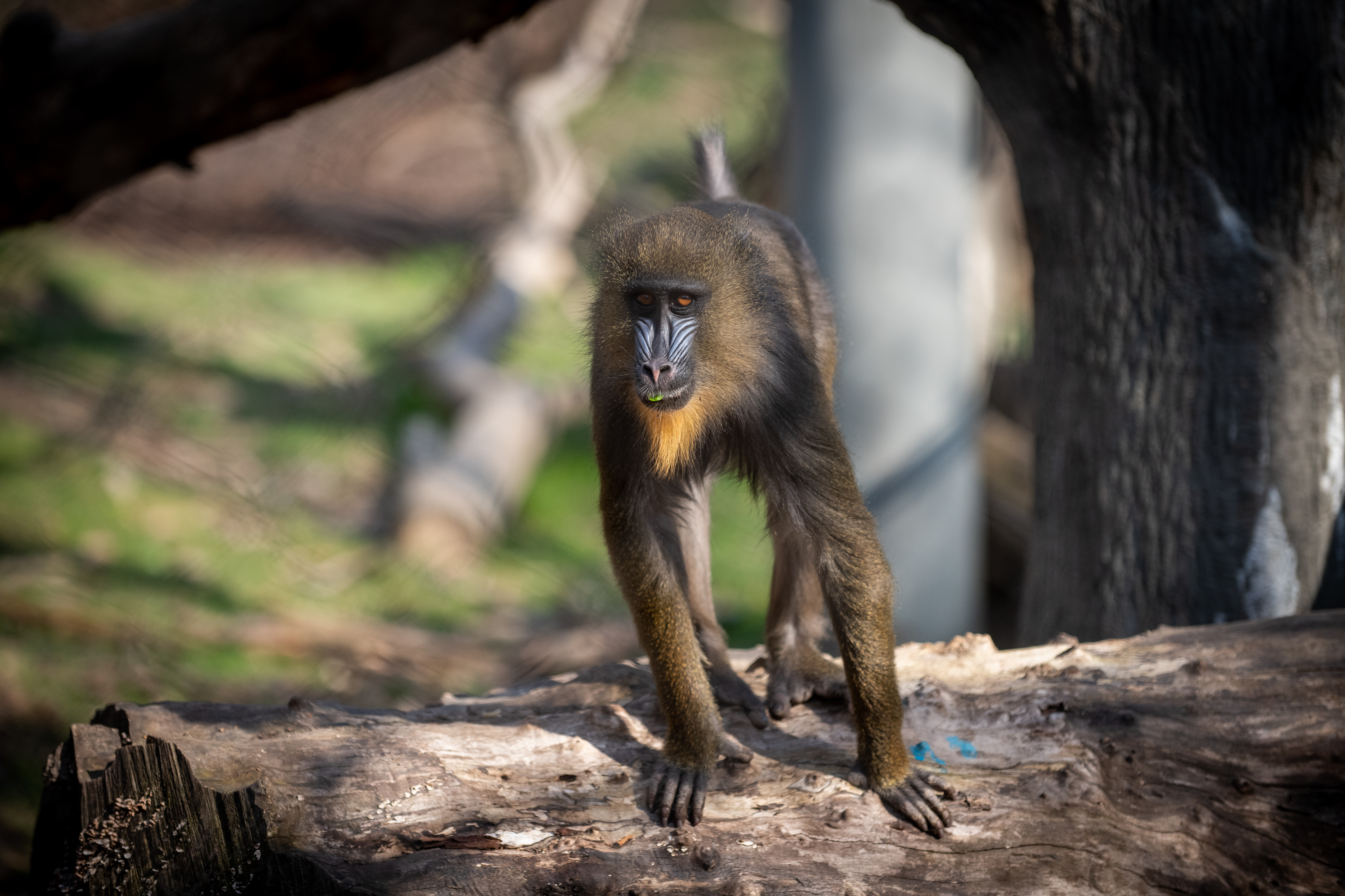 New baby mandrill born earlier this month at Columbus Zoo and Aquarium