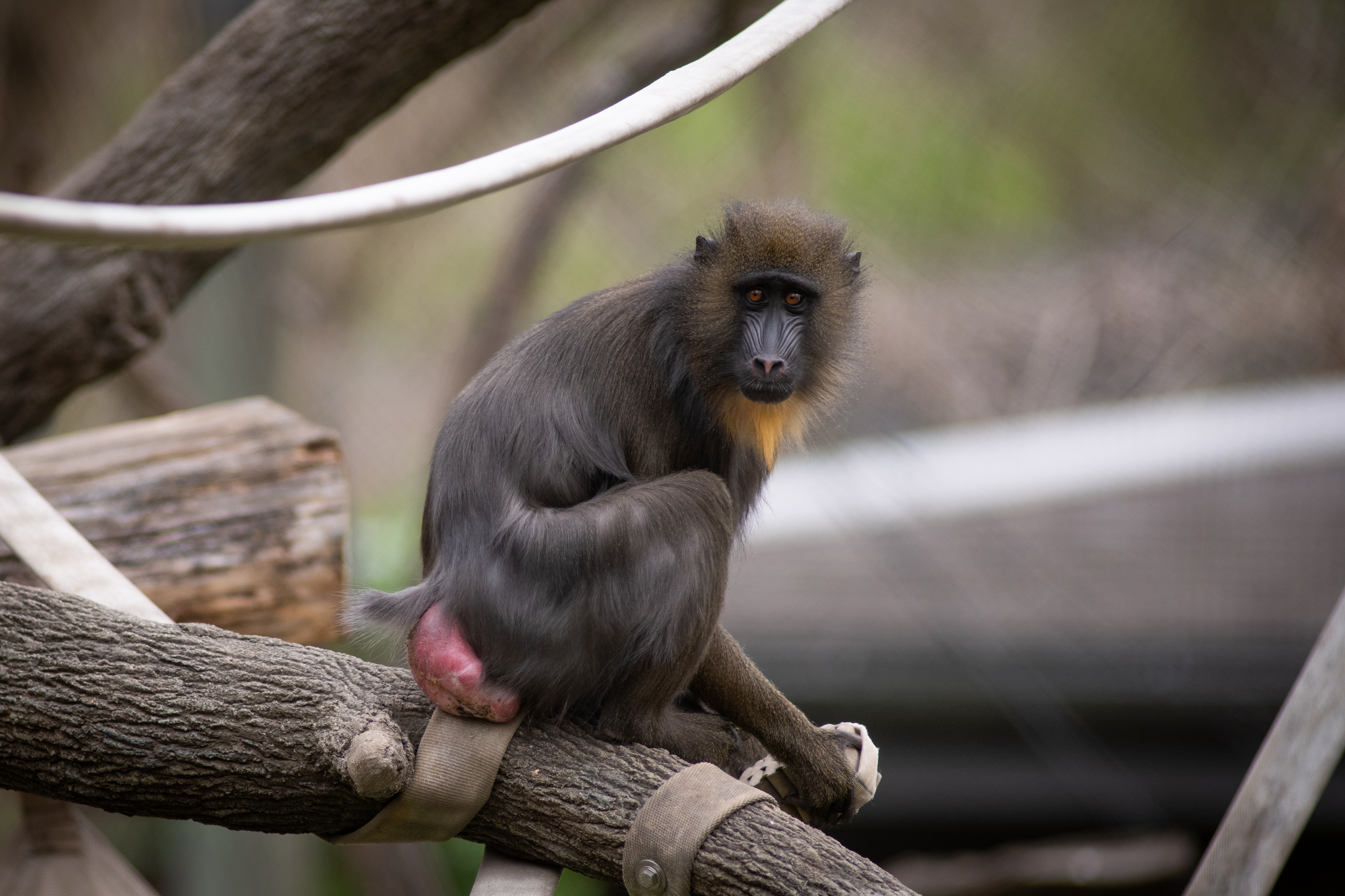 New baby mandrill born earlier this month at Columbus Zoo and Aquarium