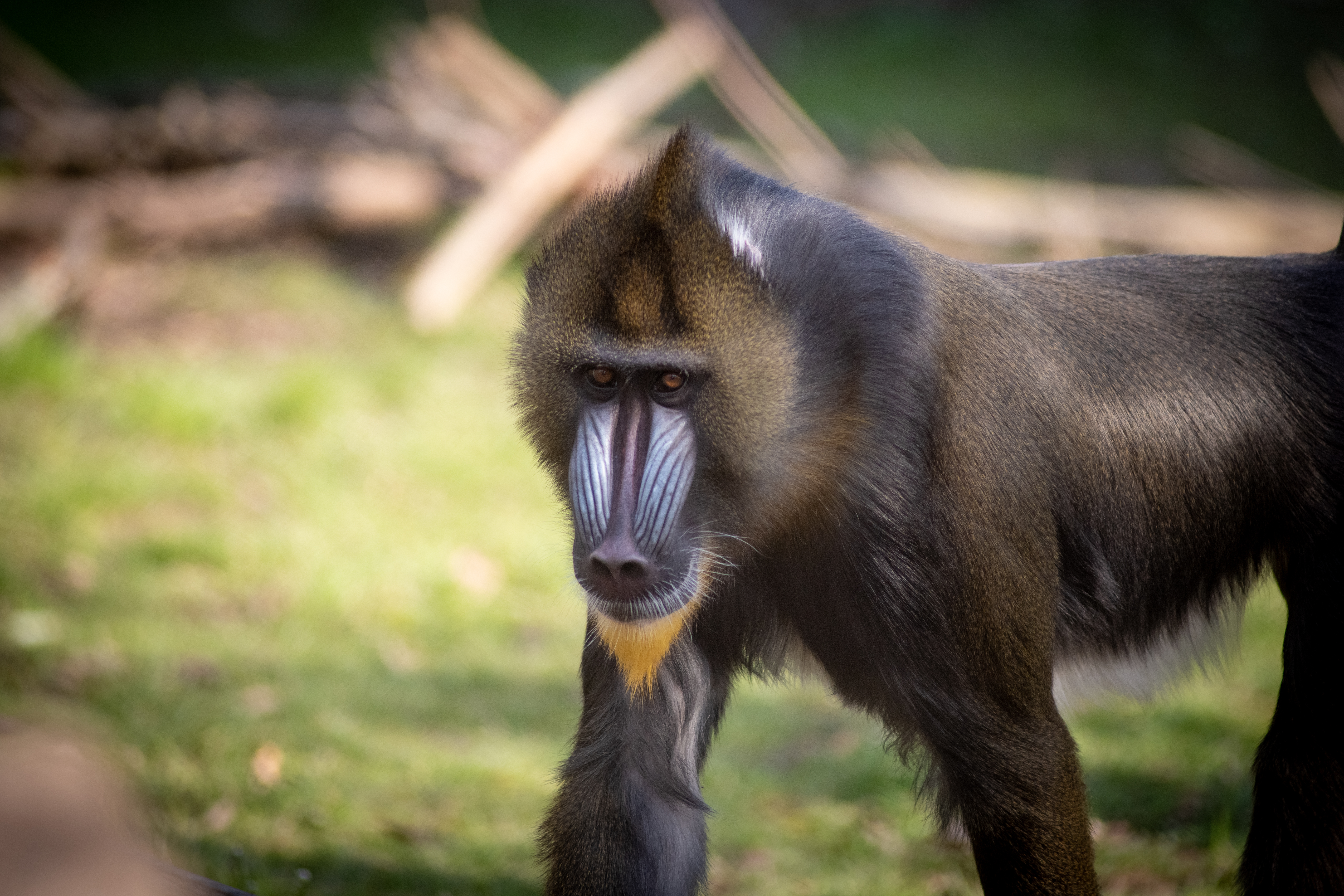 Mandrill | Columbus Zoo and Aquarium