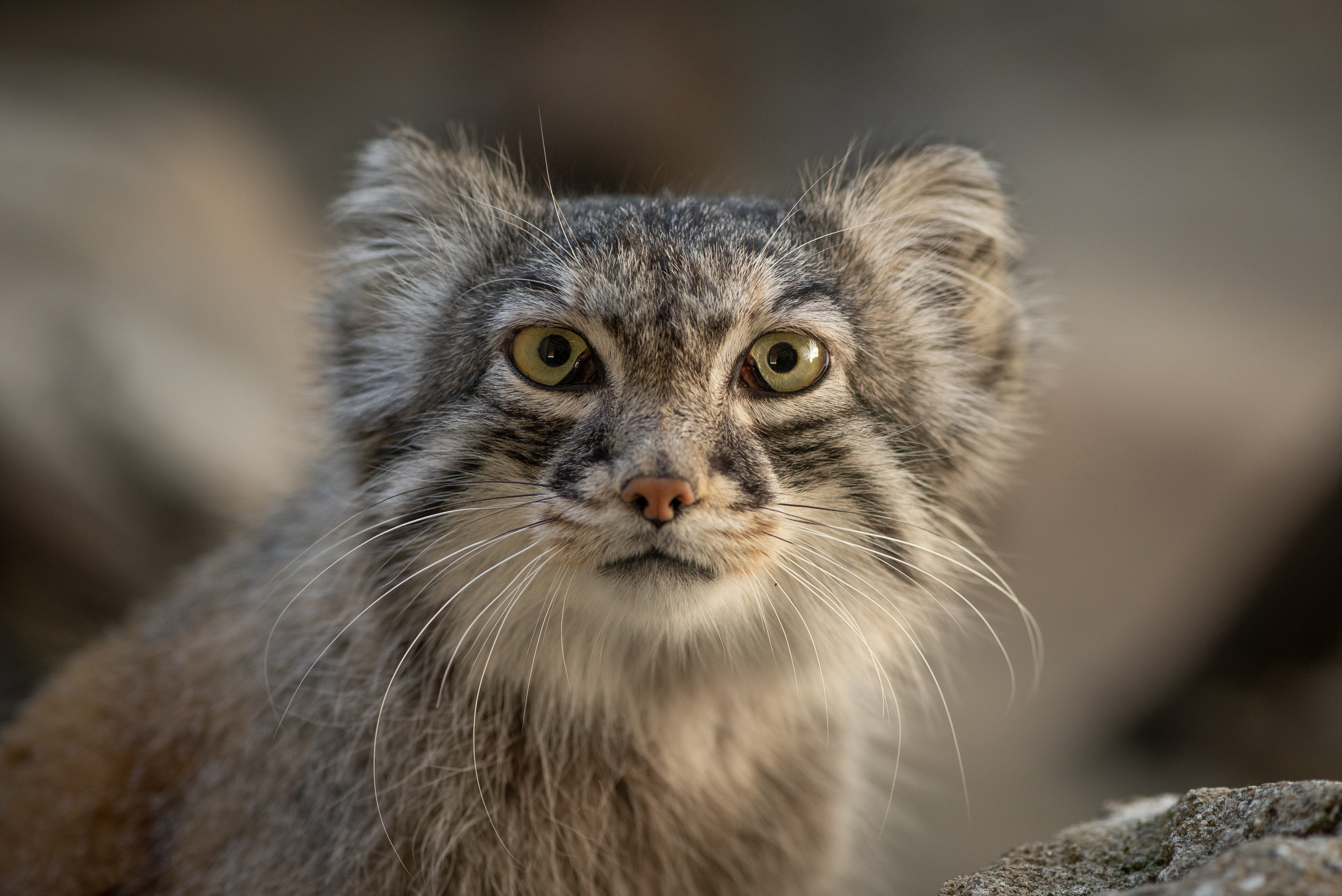 pallas cat size