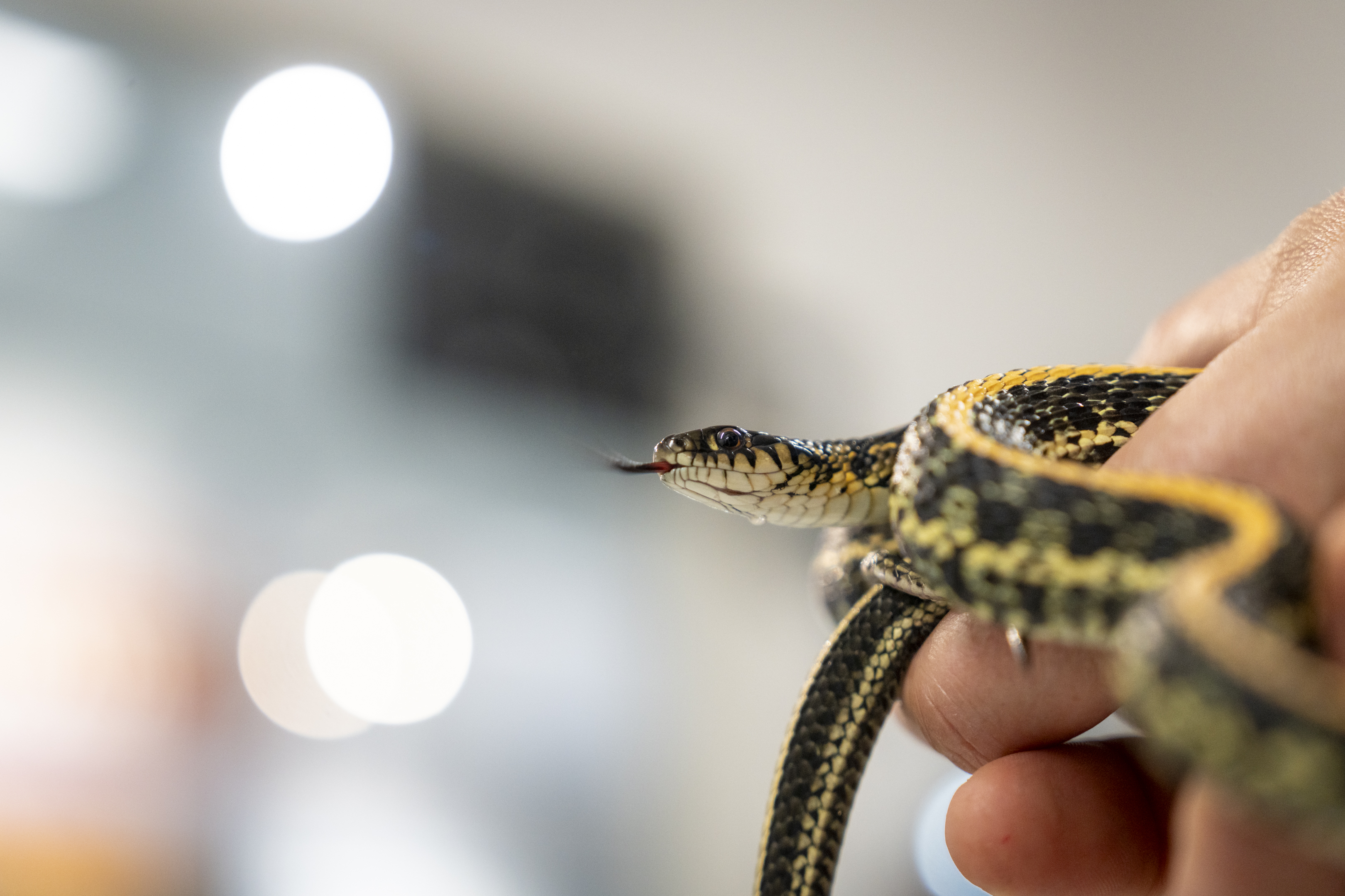 Columbus Zoo | Plains Gartersnake