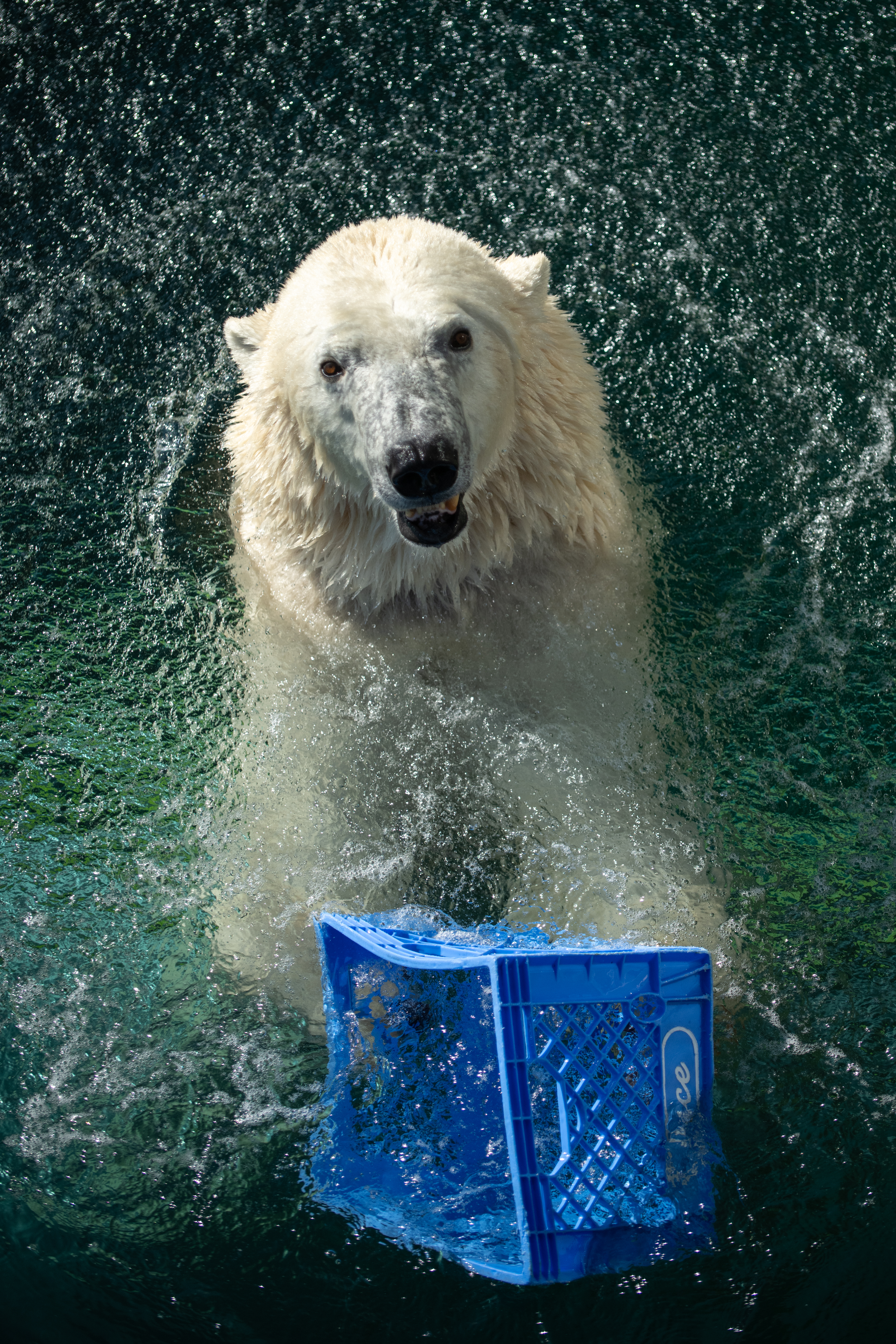 Columbus Zoo | Polar Bear
