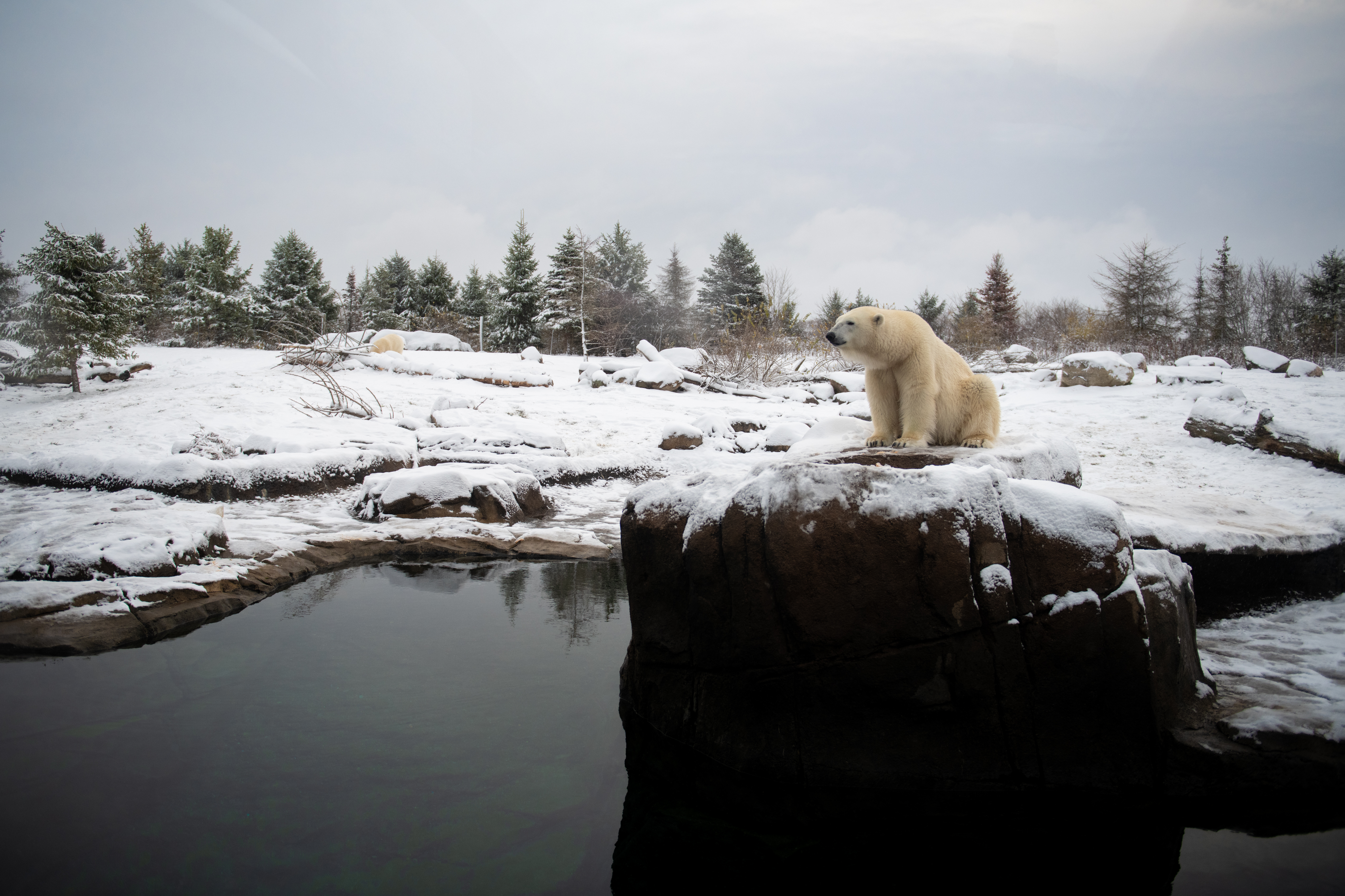 Columbus Zoo | Polar Bear