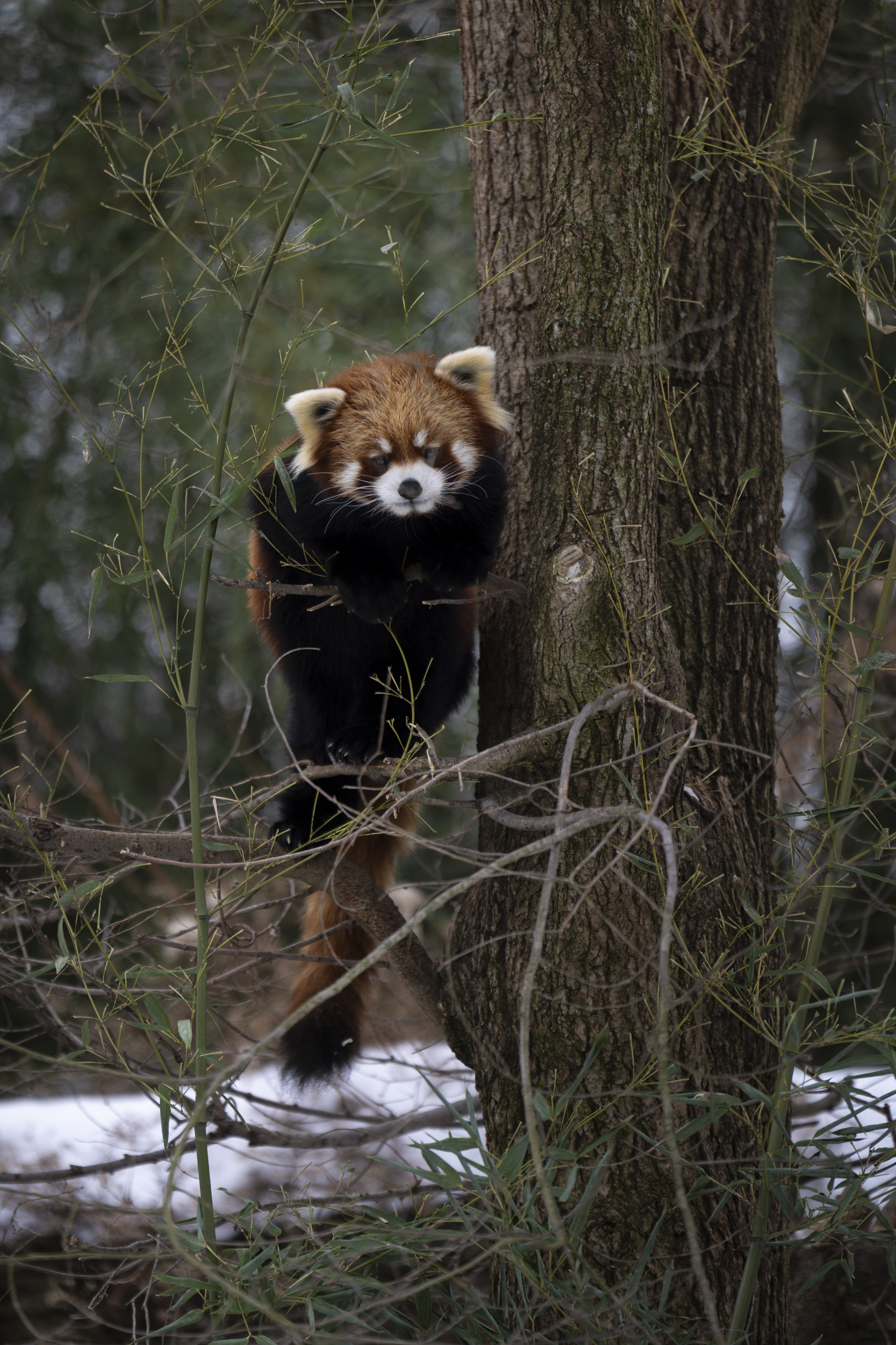 Columbus Zoo | Red Panda