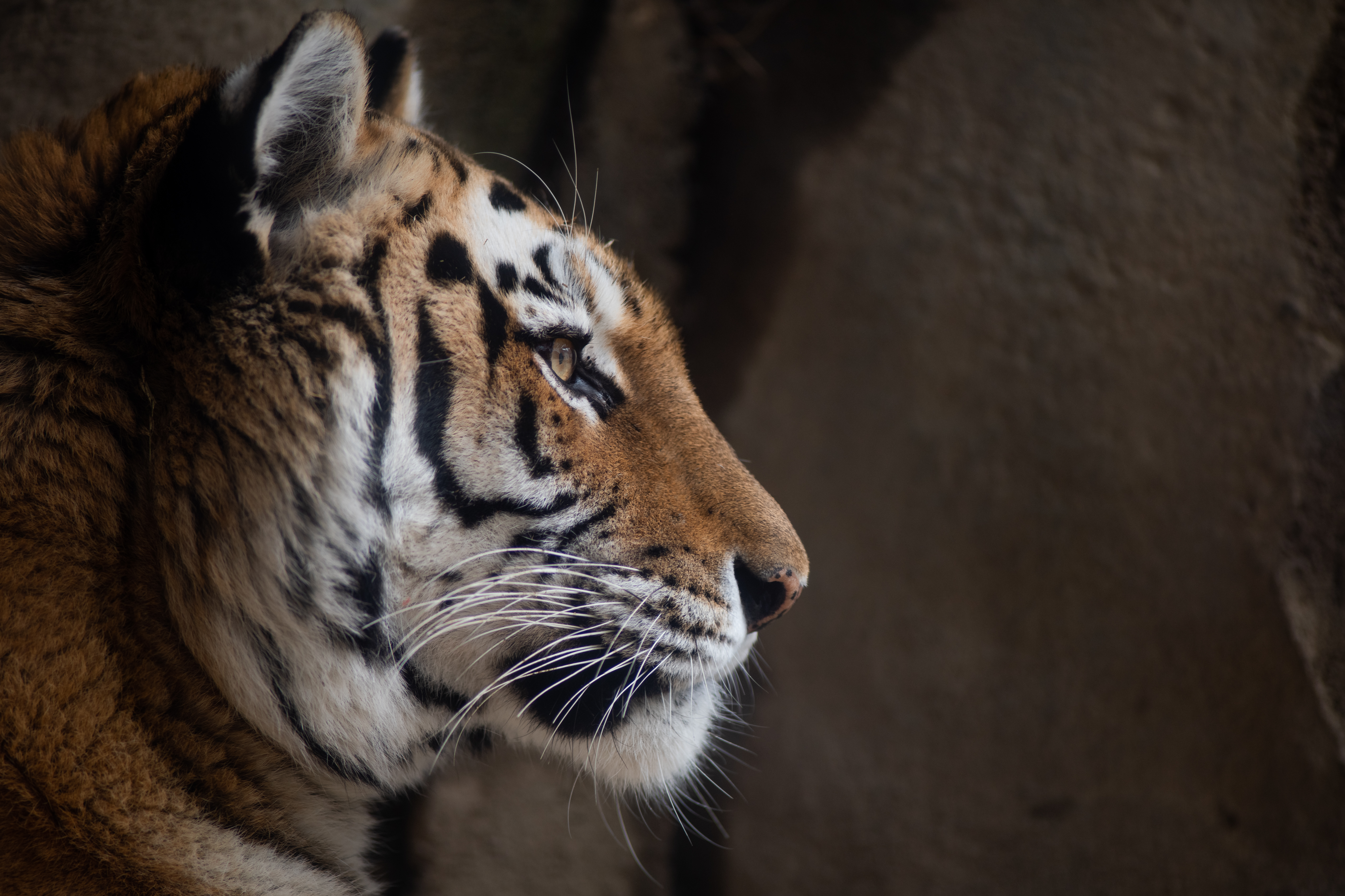 Amur Tiger  Columbus Zoo and Aquarium