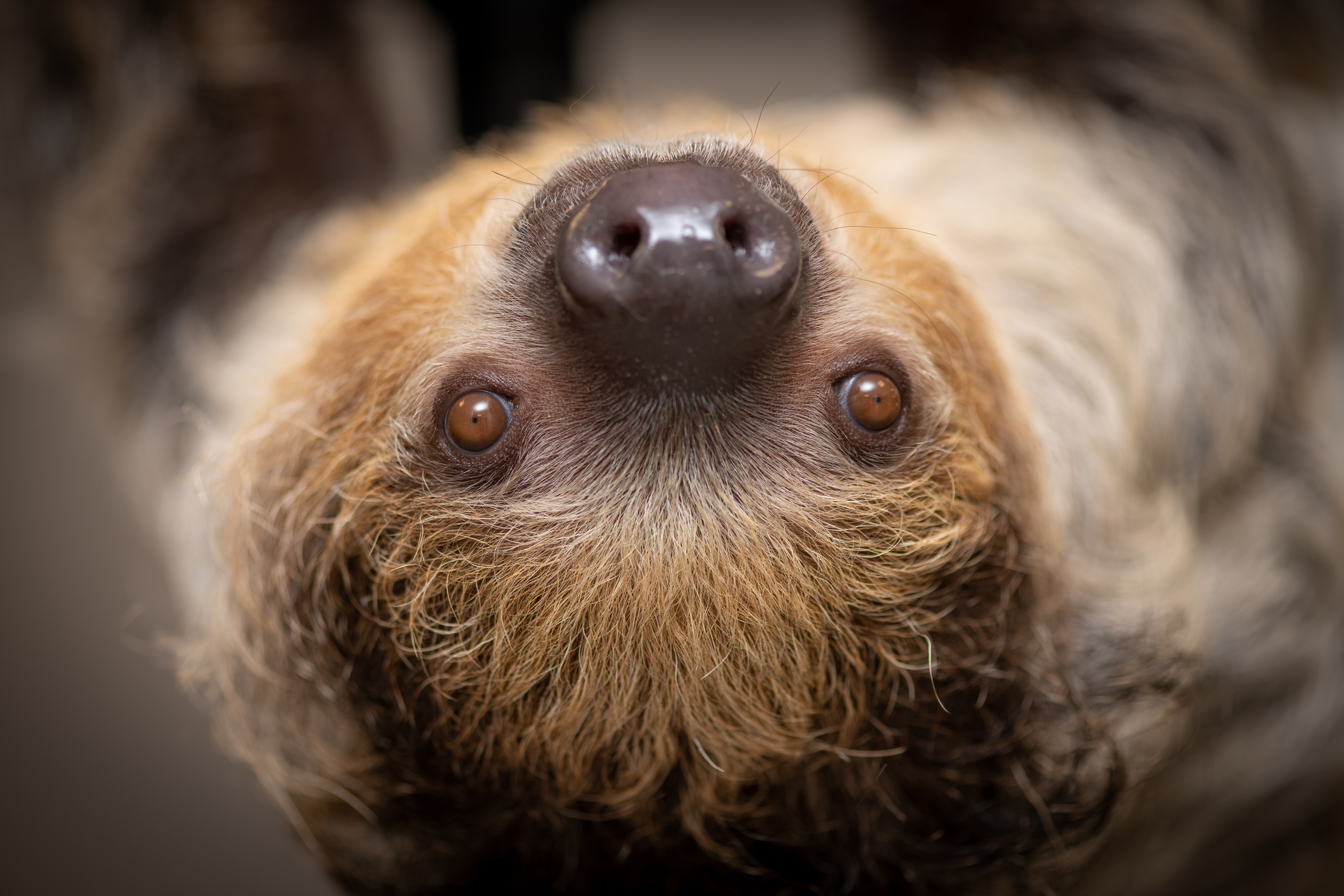 Columbus Zoo | Sloth