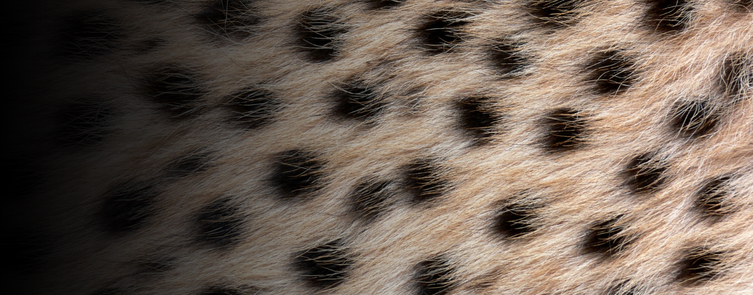 cheetah fur