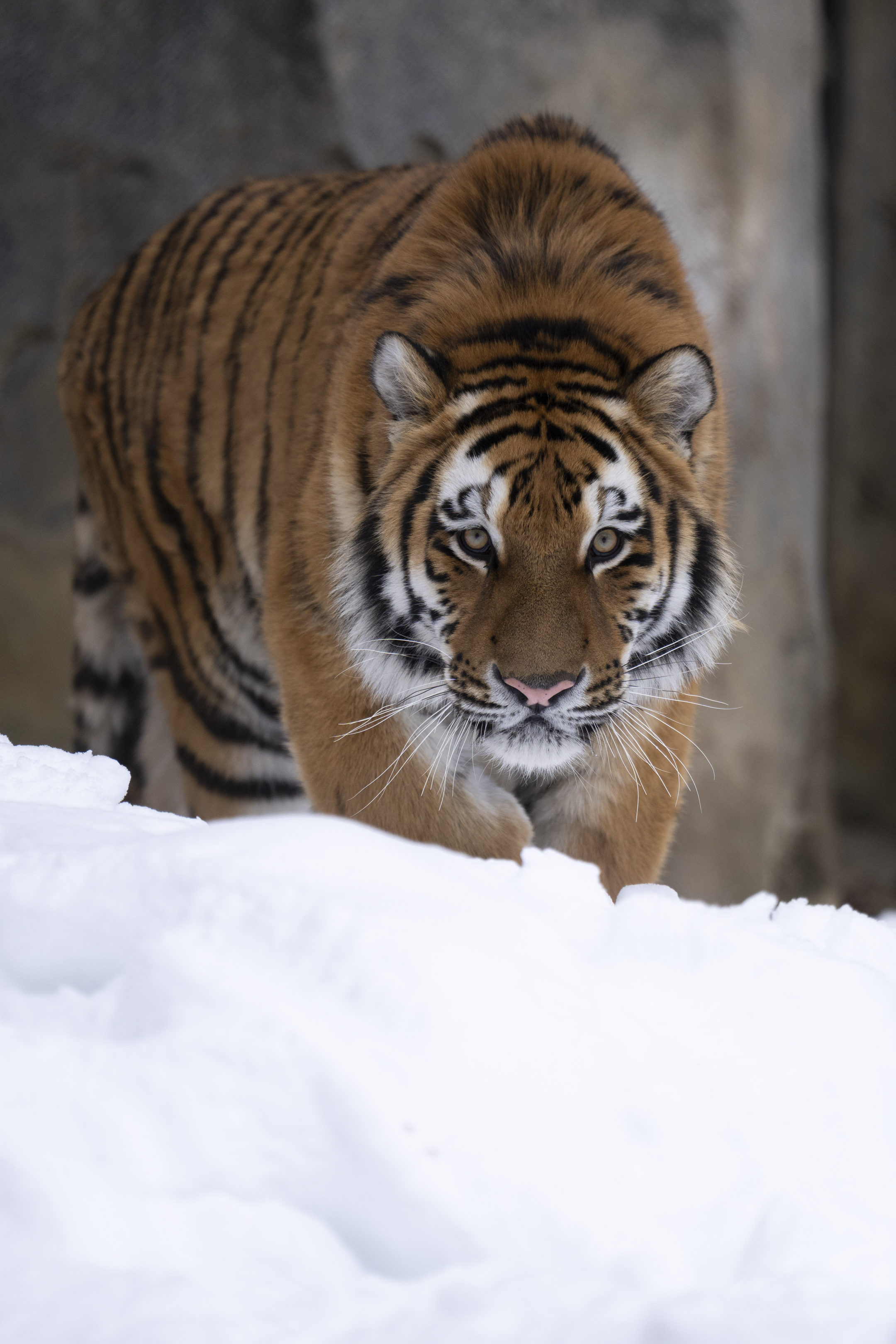 amur tiger walking in snow