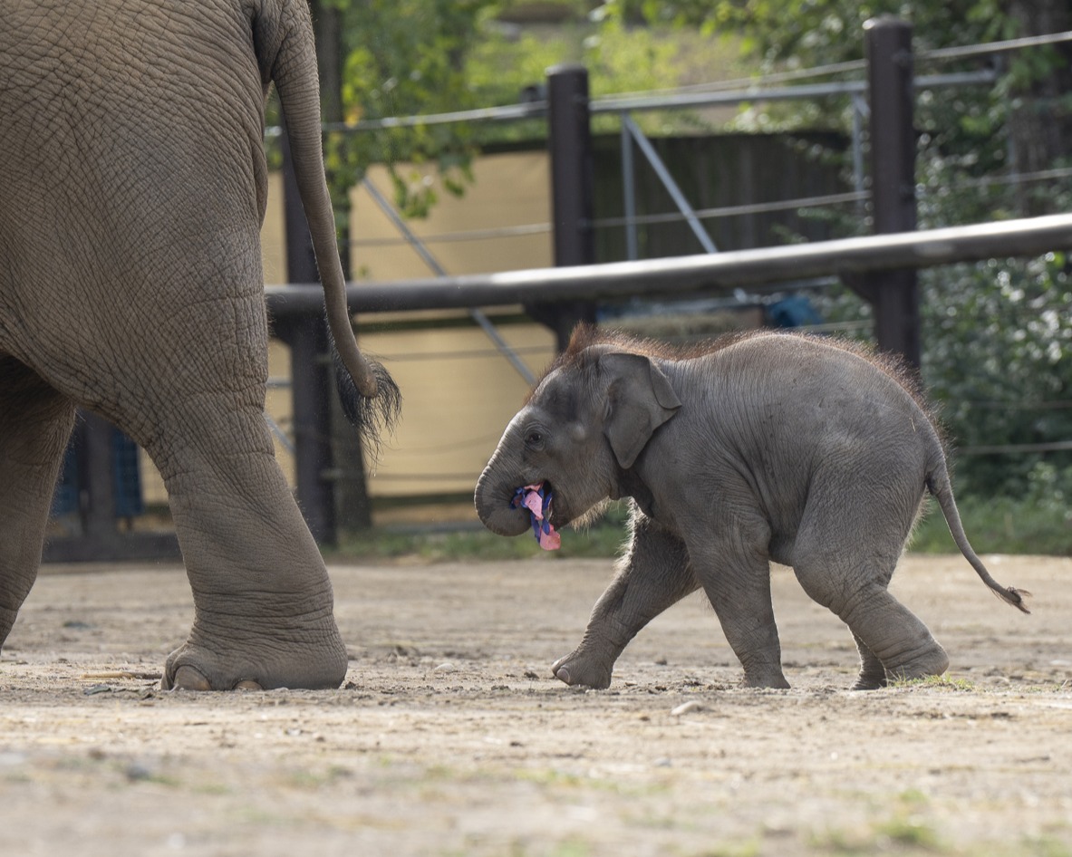 baby elephant at the Columbus Zoo