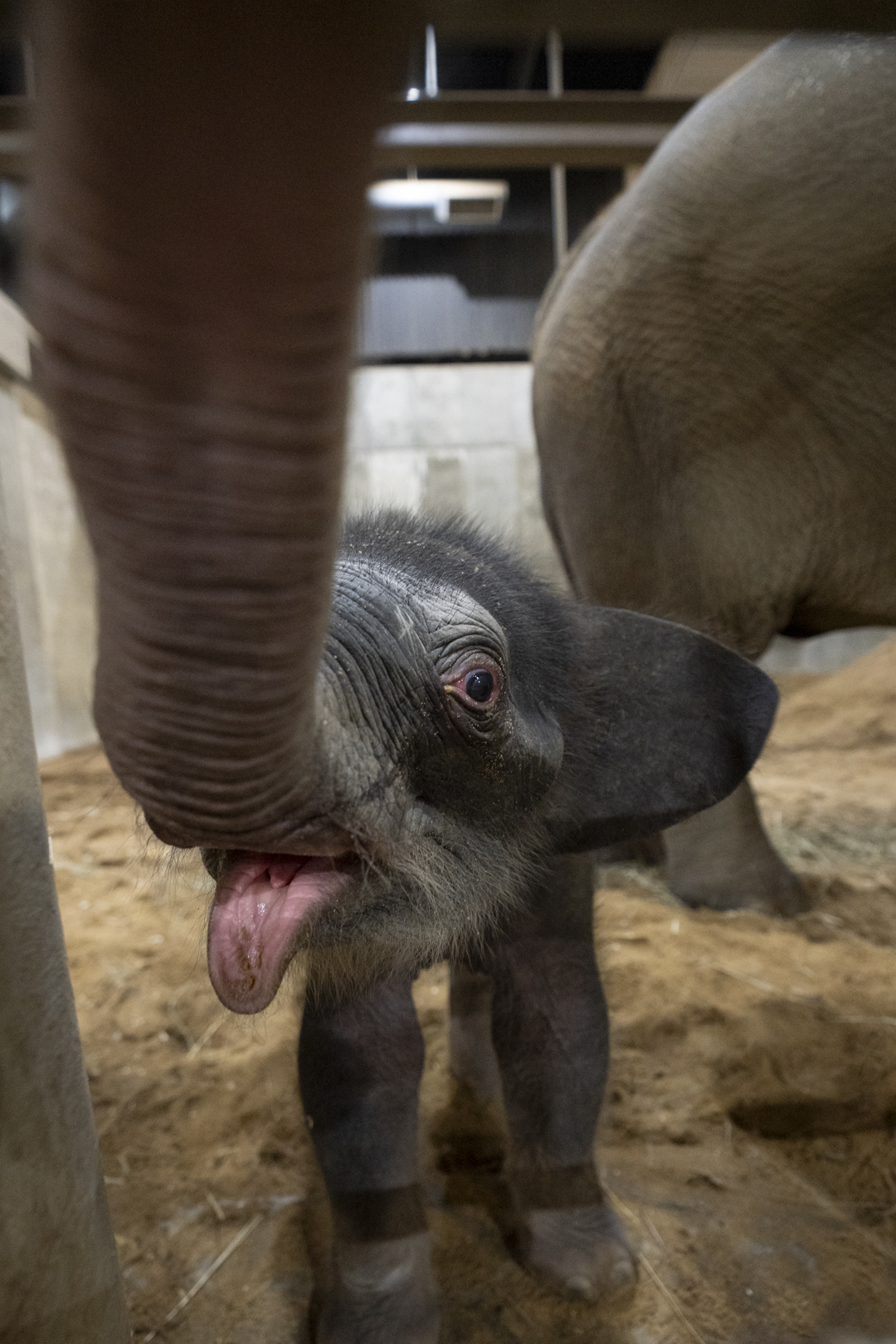 baby elephant