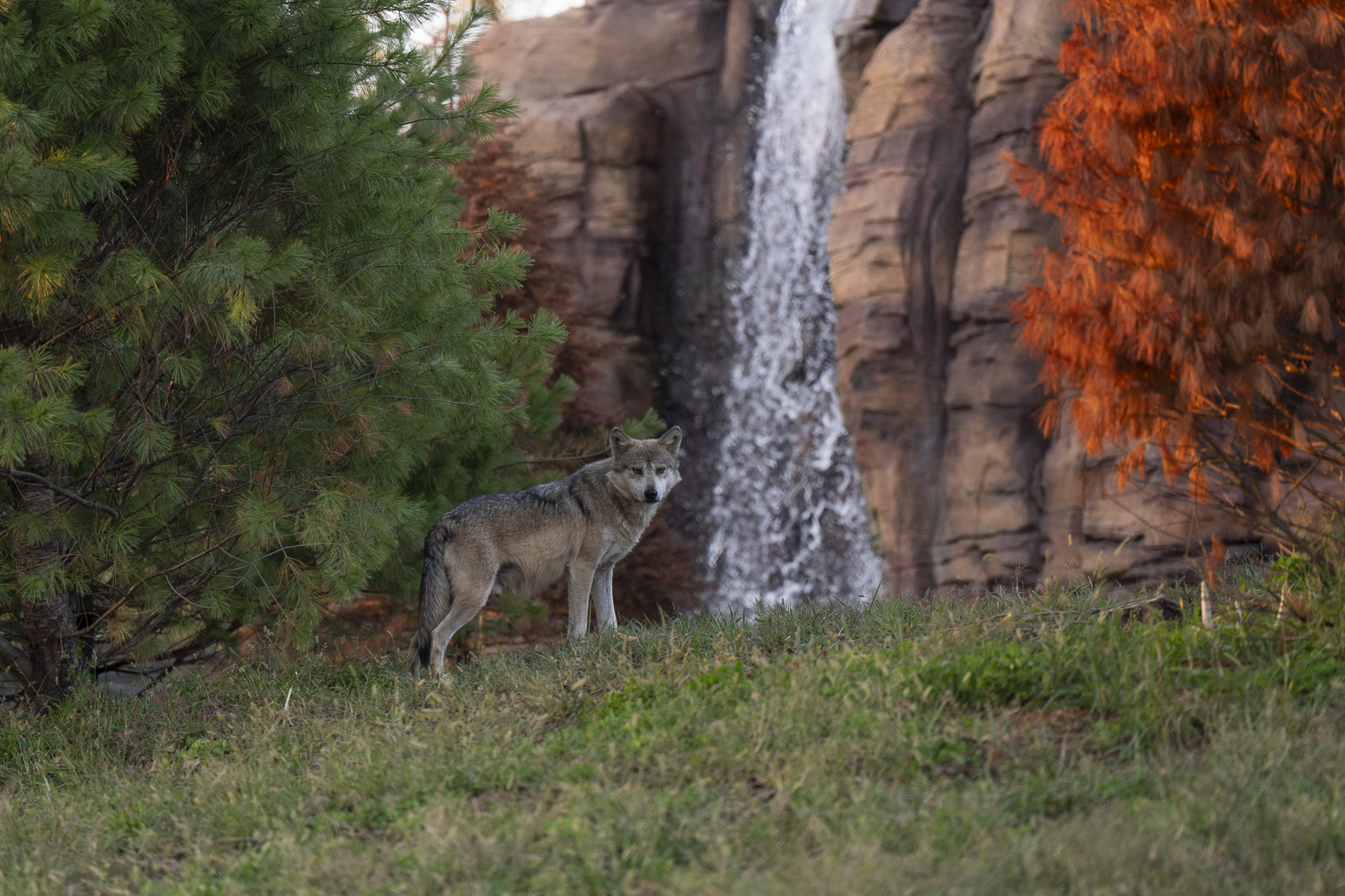 Mexican wolf at the Columbus Zoo