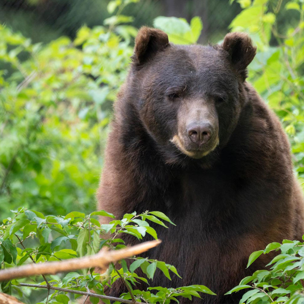 black bear