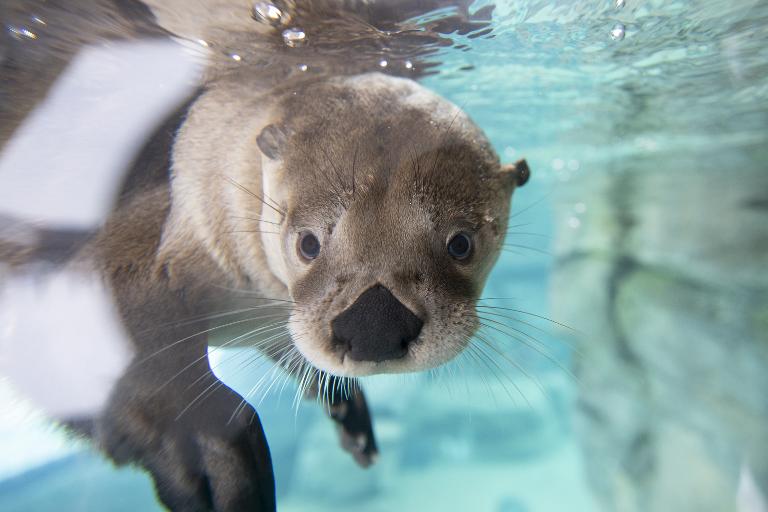 North American River Otter
