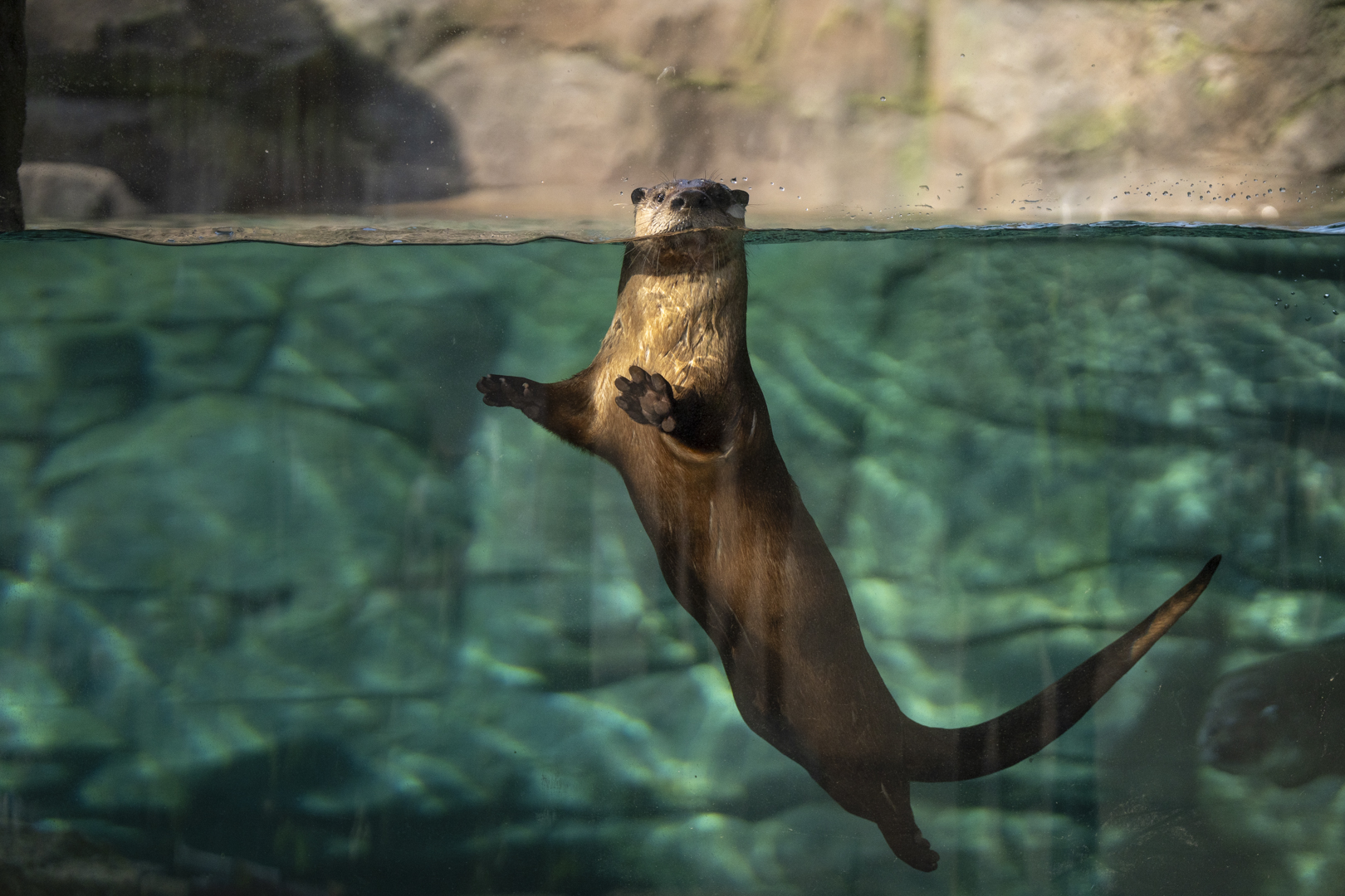 otter in water